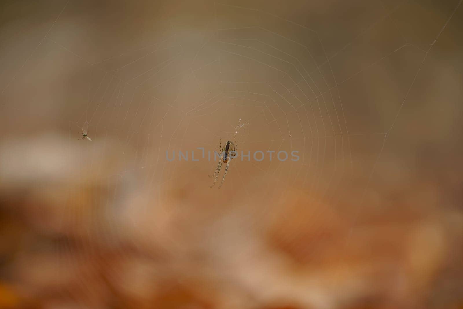 little spider builds her web by mario_plechaty_photography