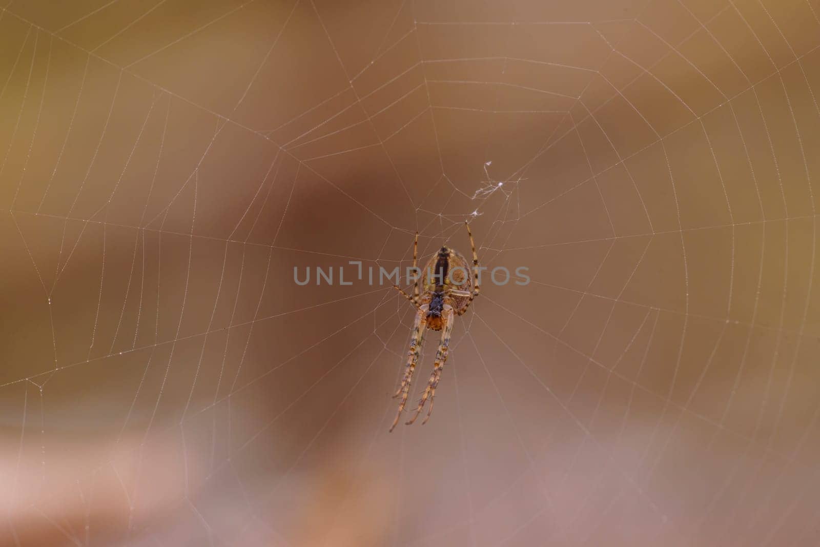 little spider builds her web by mario_plechaty_photography