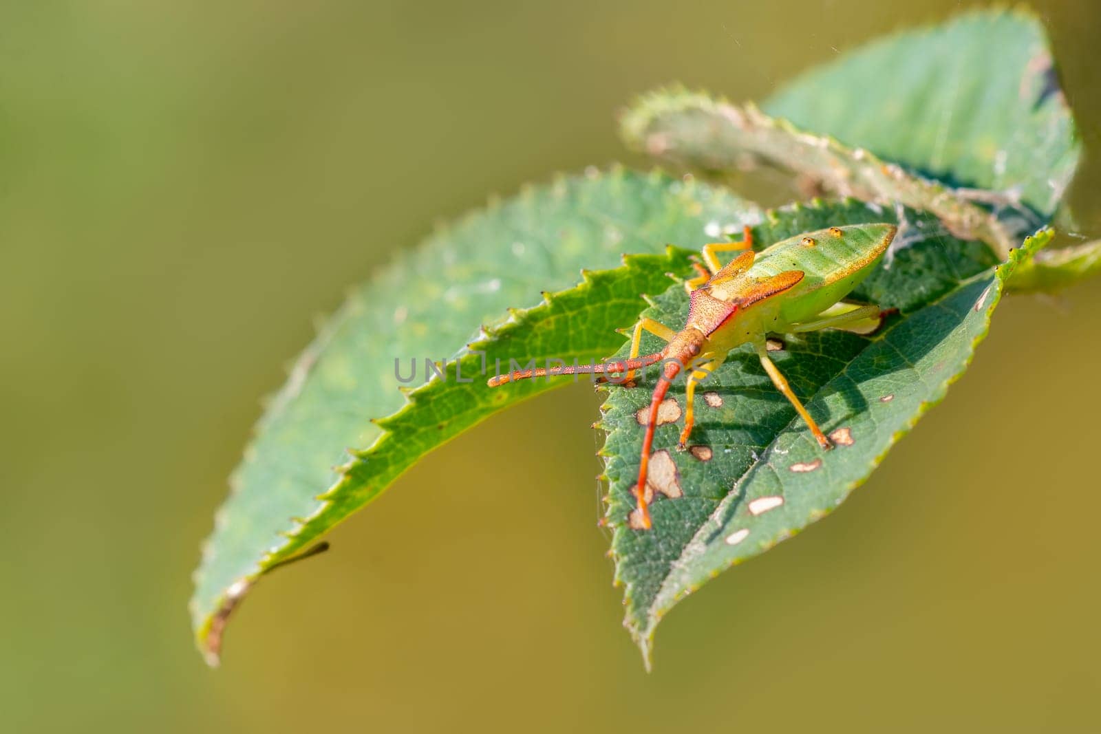 a green bug sits on a green leaf
