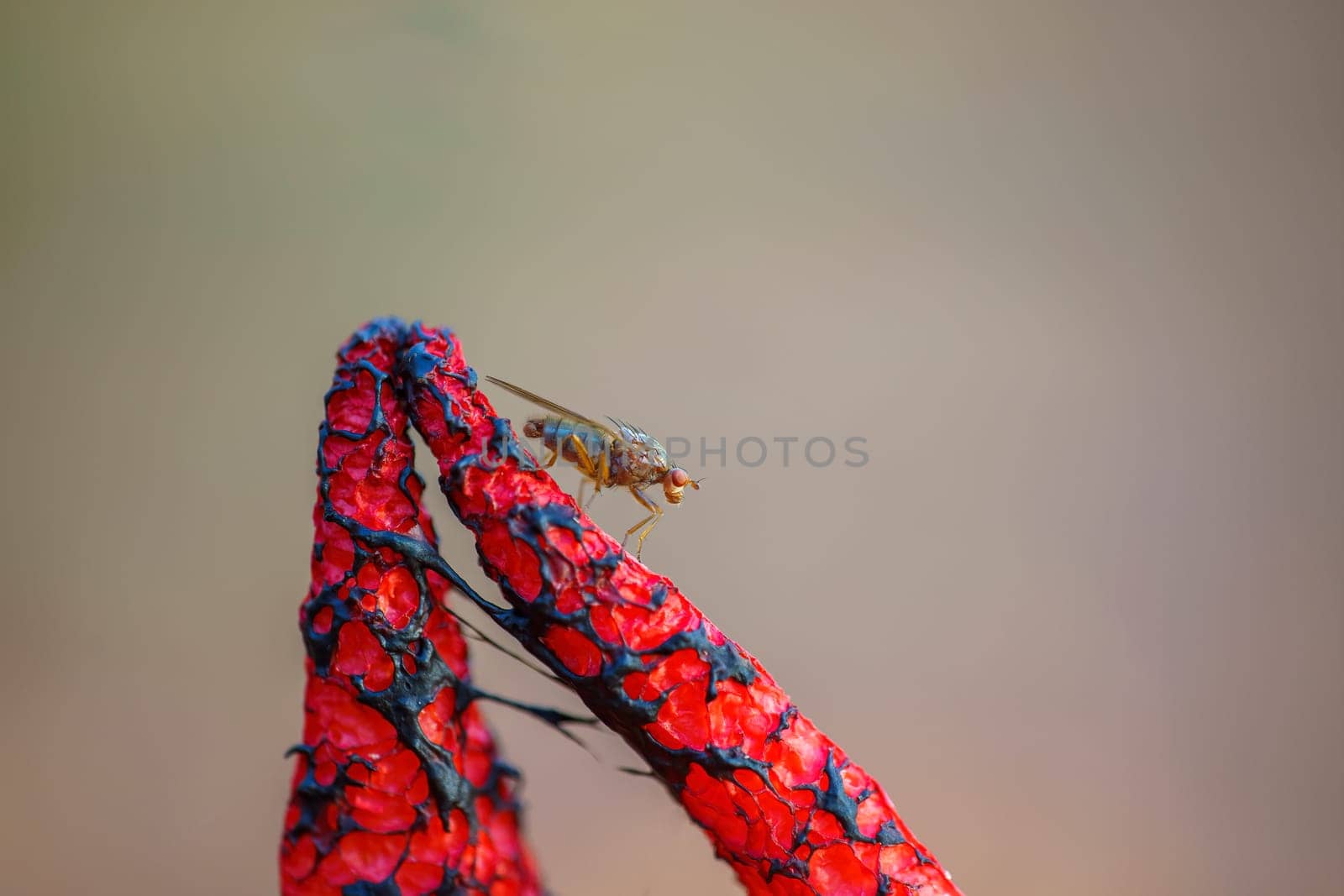 a fly is sitting on a stinking devil's finger mushroom