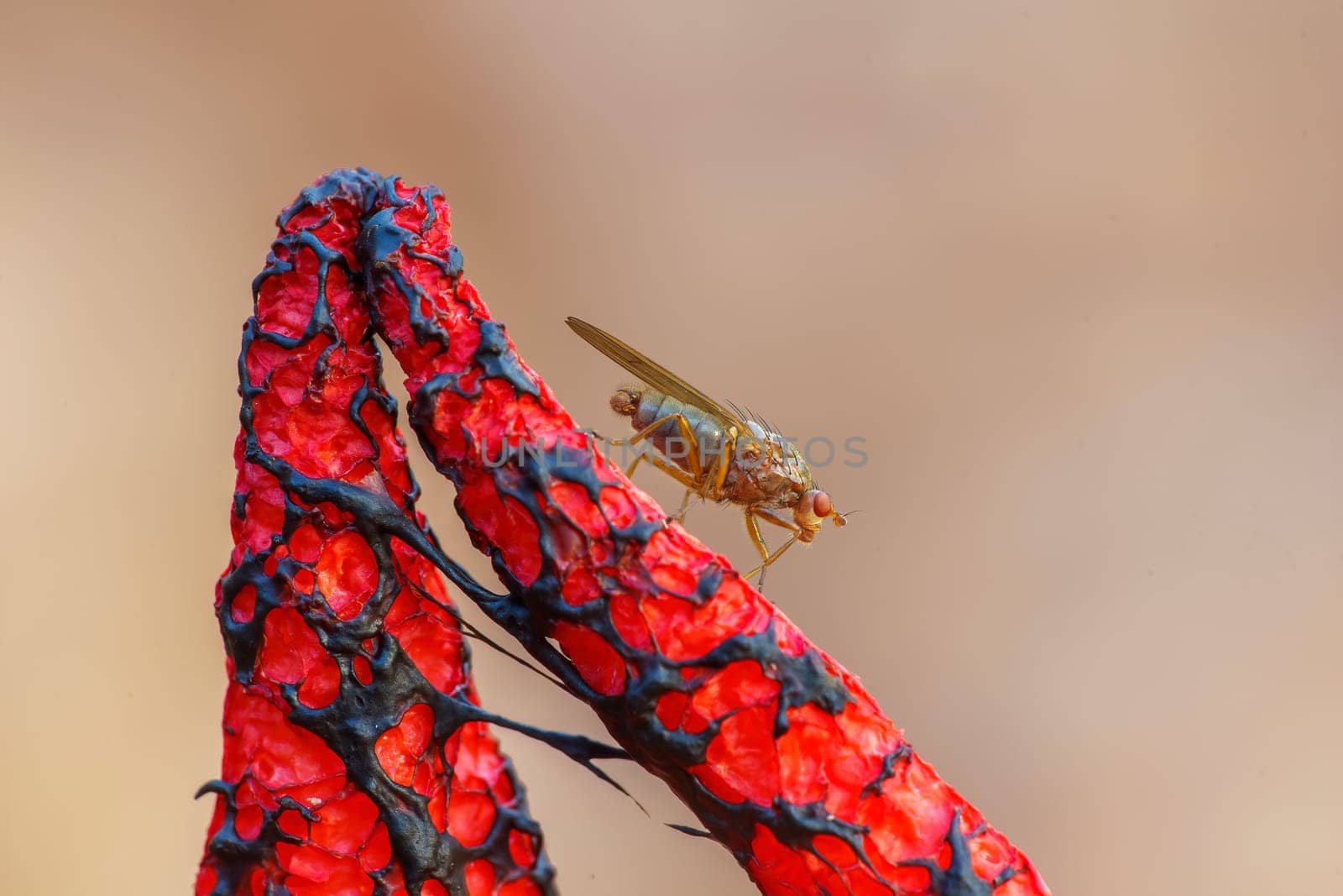 fly is sitting on a stinking devil's finger mushroom by mario_plechaty_photography