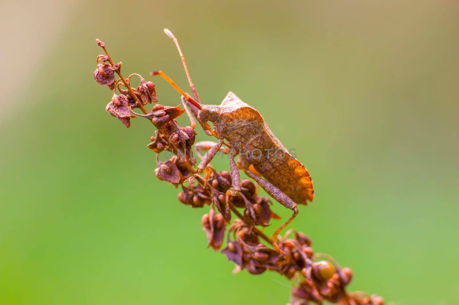 brown bug sits on a brown blossom by mario_plechaty_photography