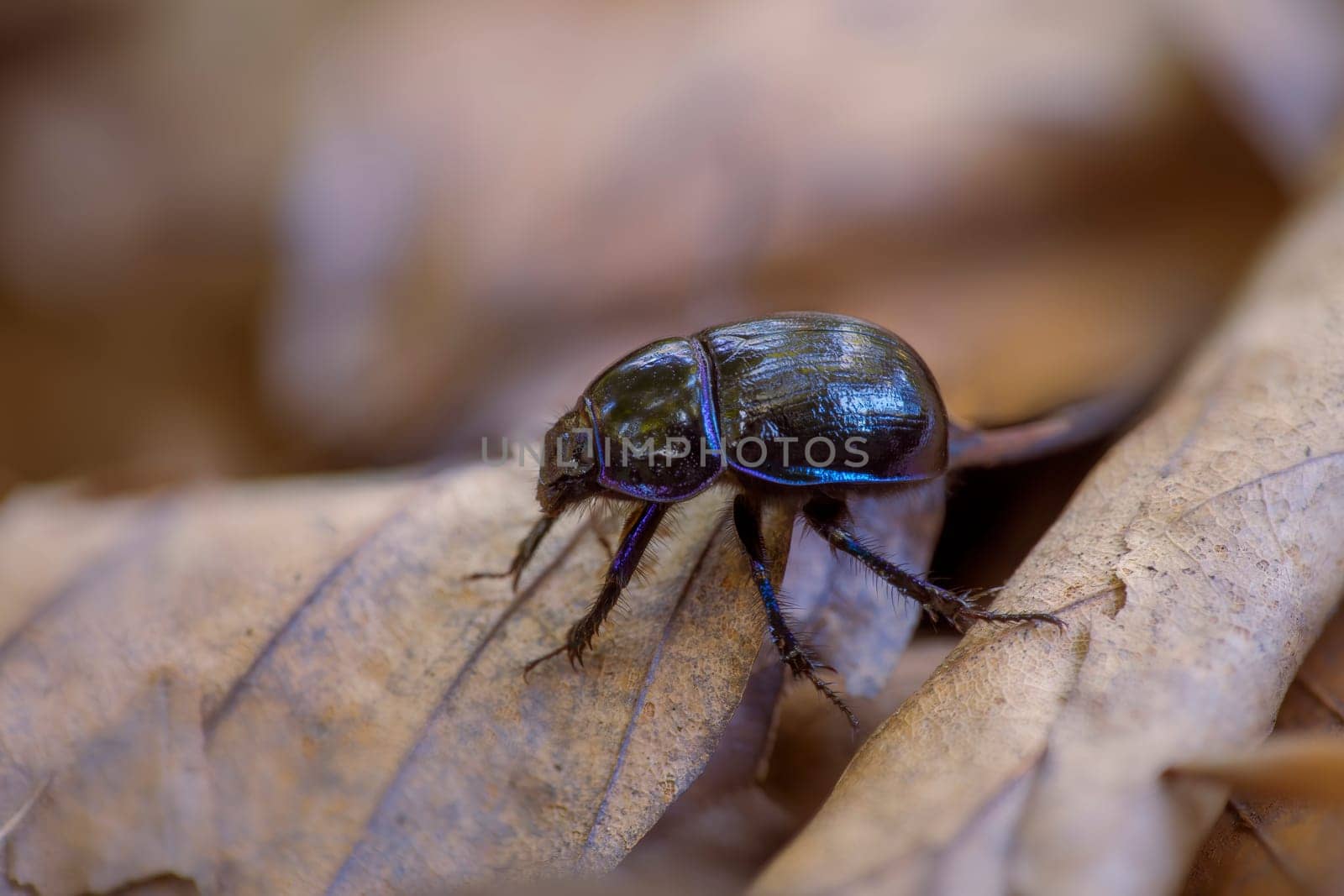 a dung beetle sits on a withered leaf in a deciduous forest