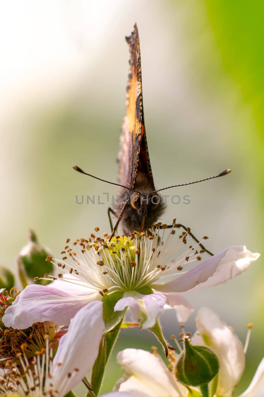 a butterfly sits on a flower and nibbles necktar