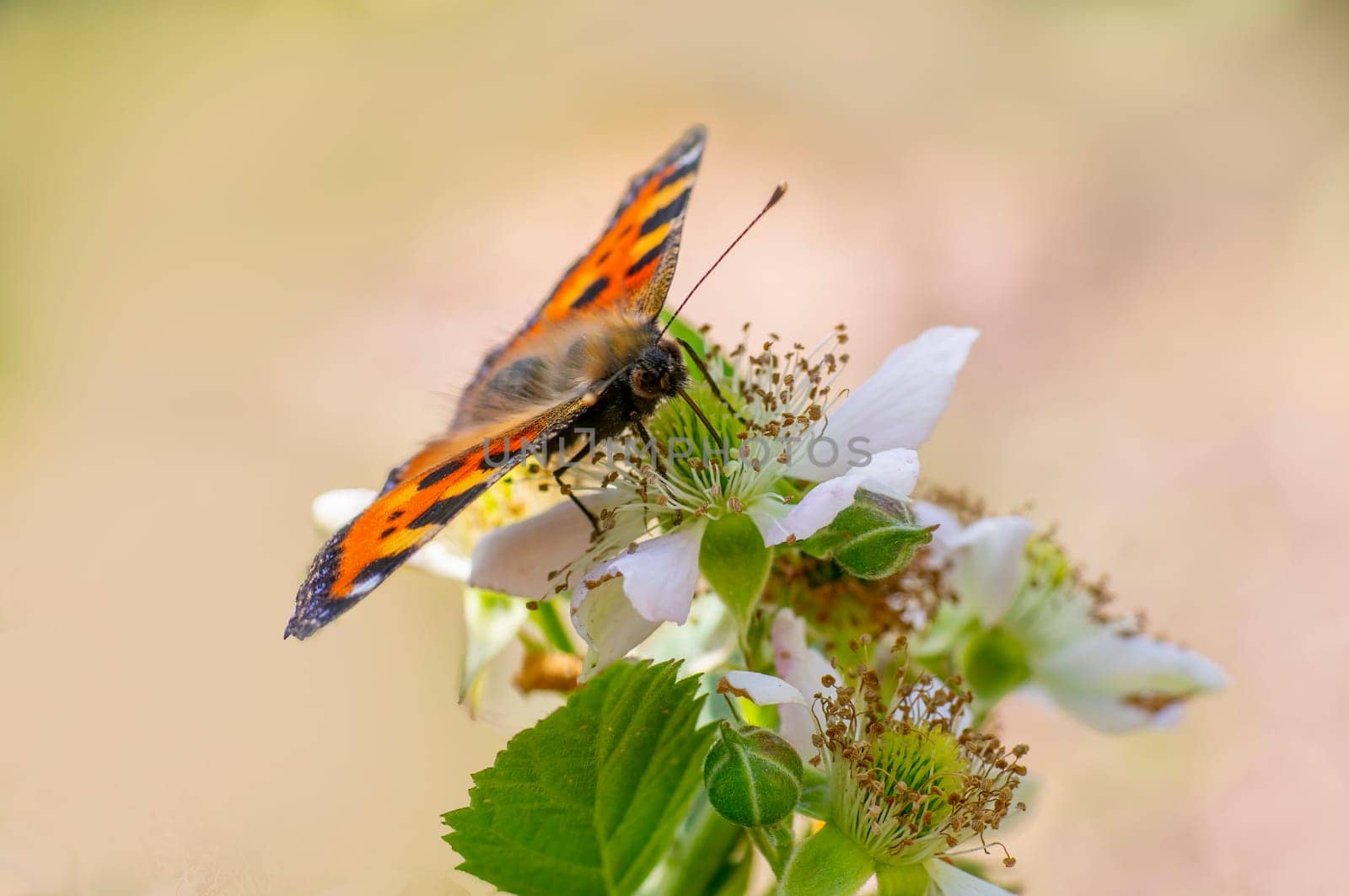 butterfly sits on a flower and nibbles necktar by mario_plechaty_photography