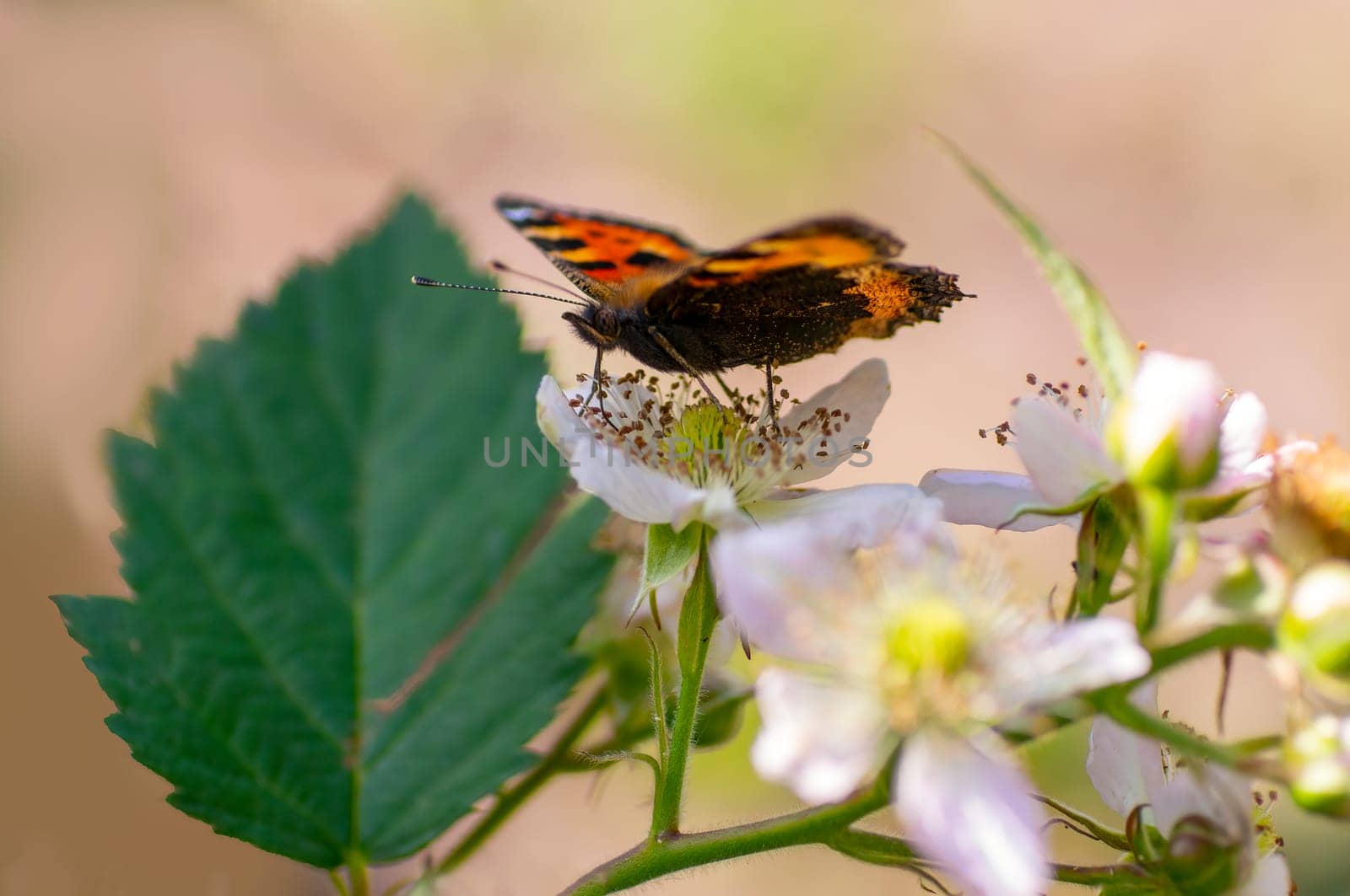 a butterfly sits on a flower and nibbles necktar