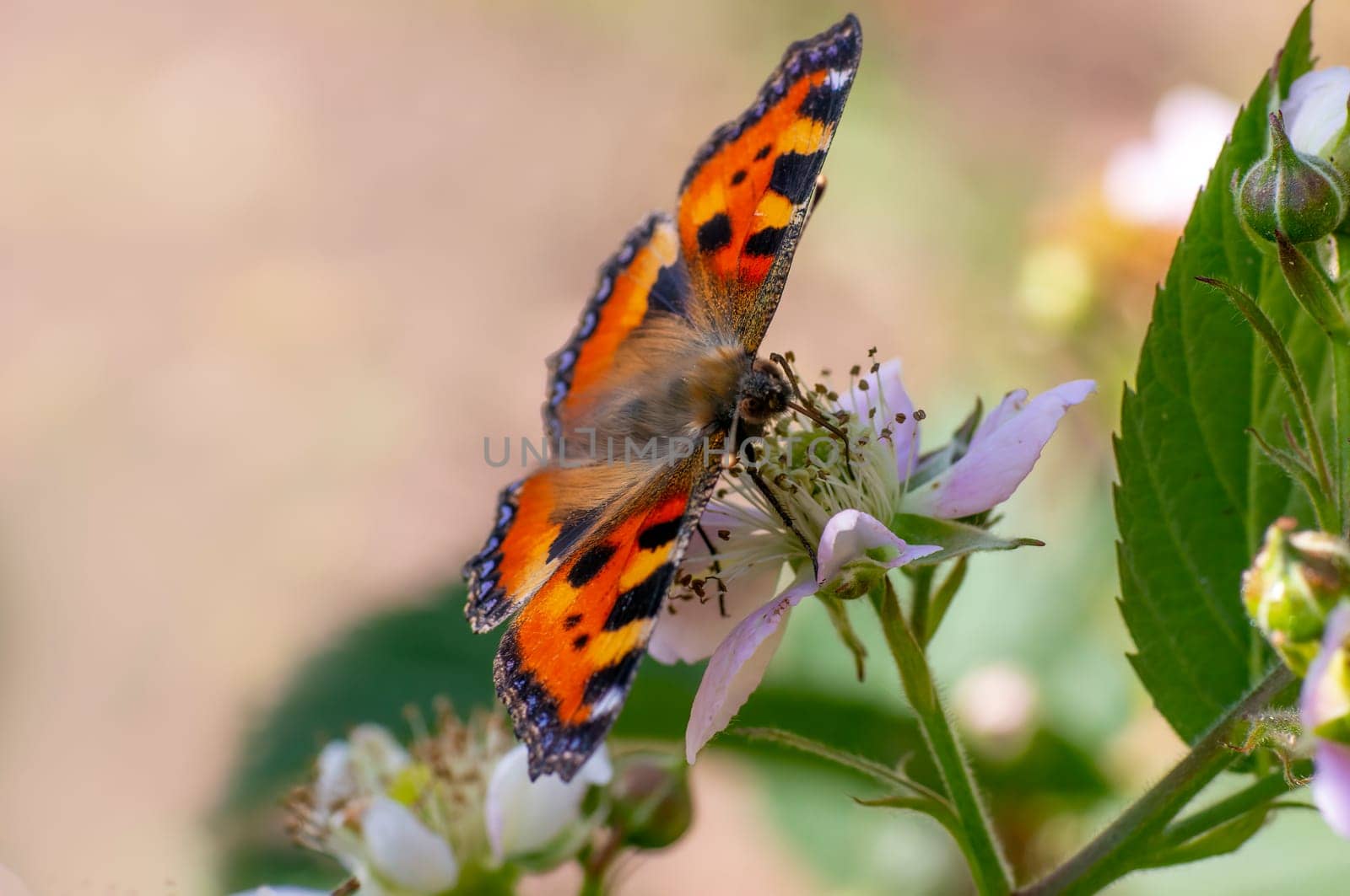 a butterfly sits on a flower and nibbles necktar