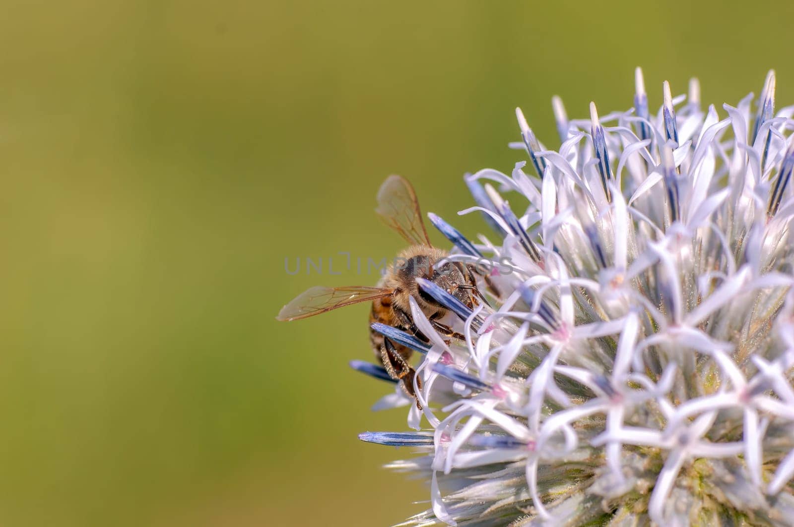 a bee sits on a purple thistle flower and nibbles necktar
