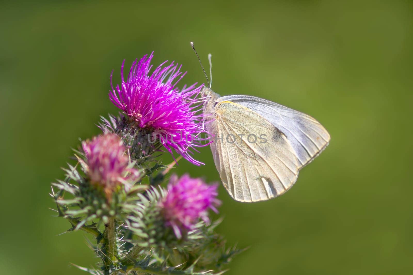 butterfly sits on a flower and nibbles necktar by mario_plechaty_photography