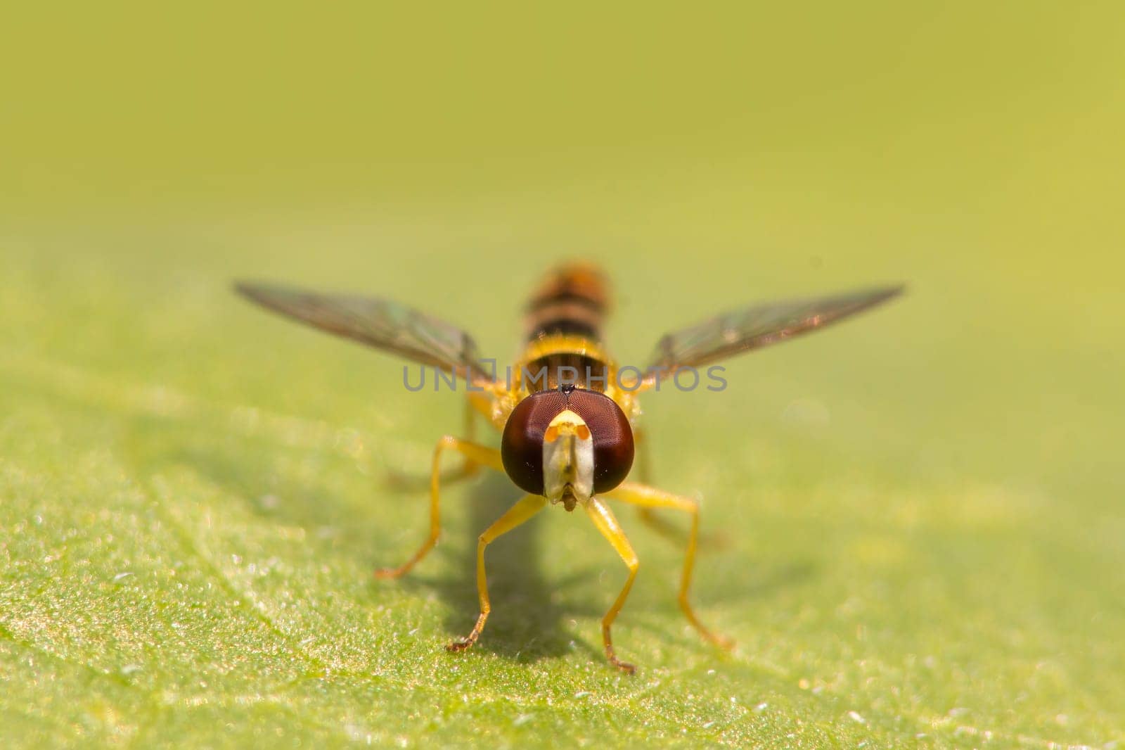 fly sits on a green leaf by mario_plechaty_photography