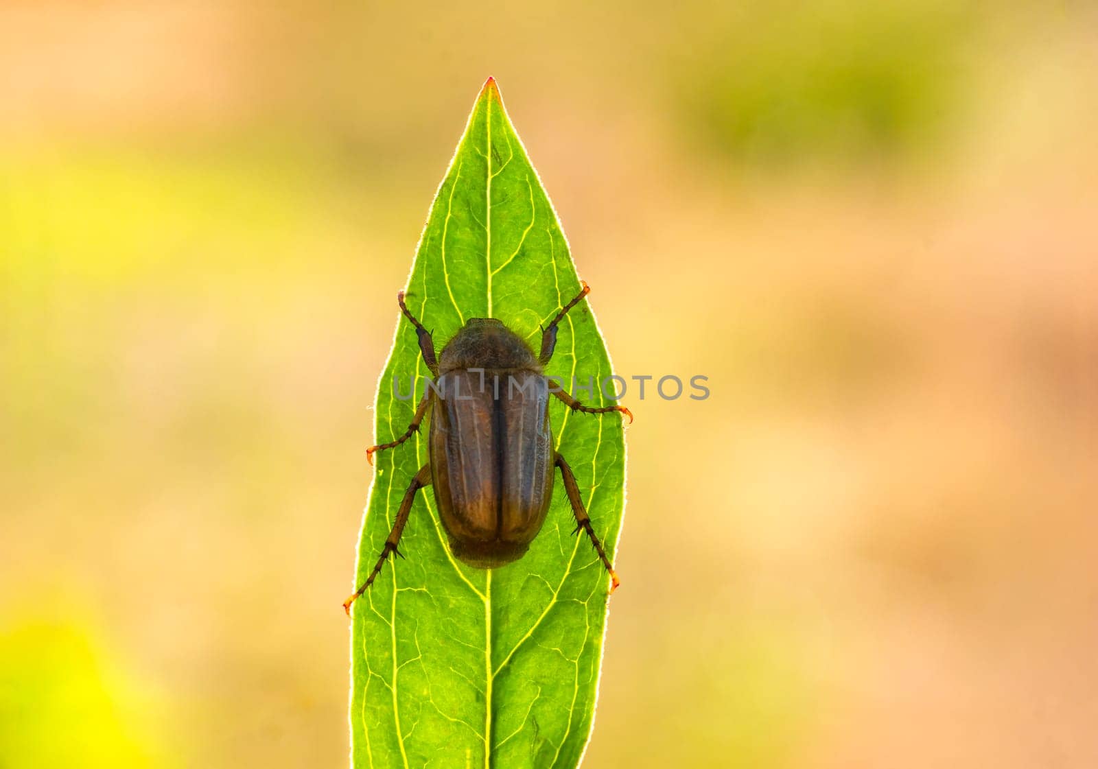 June bug sits on a green leaf by mario_plechaty_photography