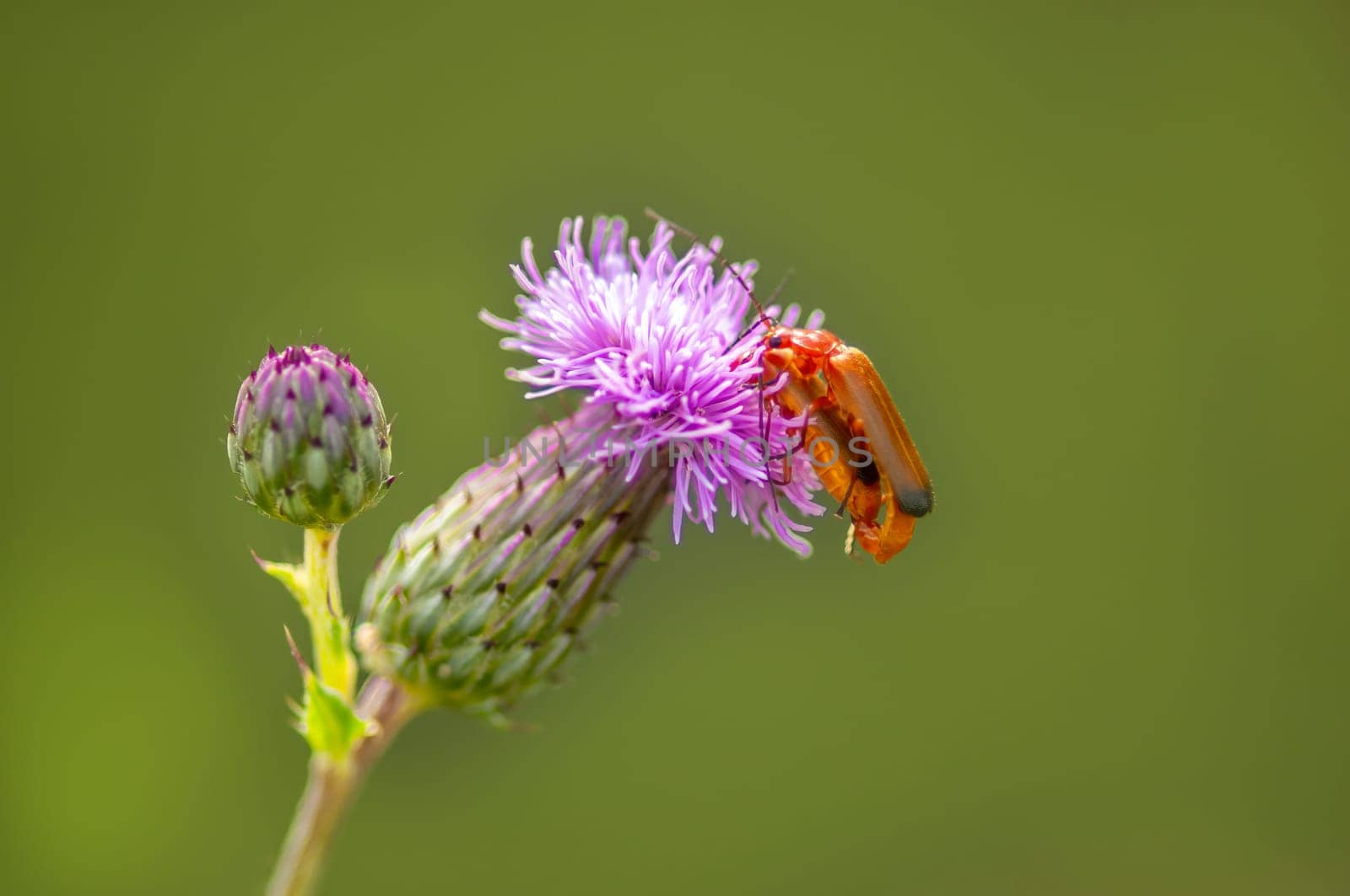 2 red bugs are sitting on a purple thistle flower by mario_plechaty_photography