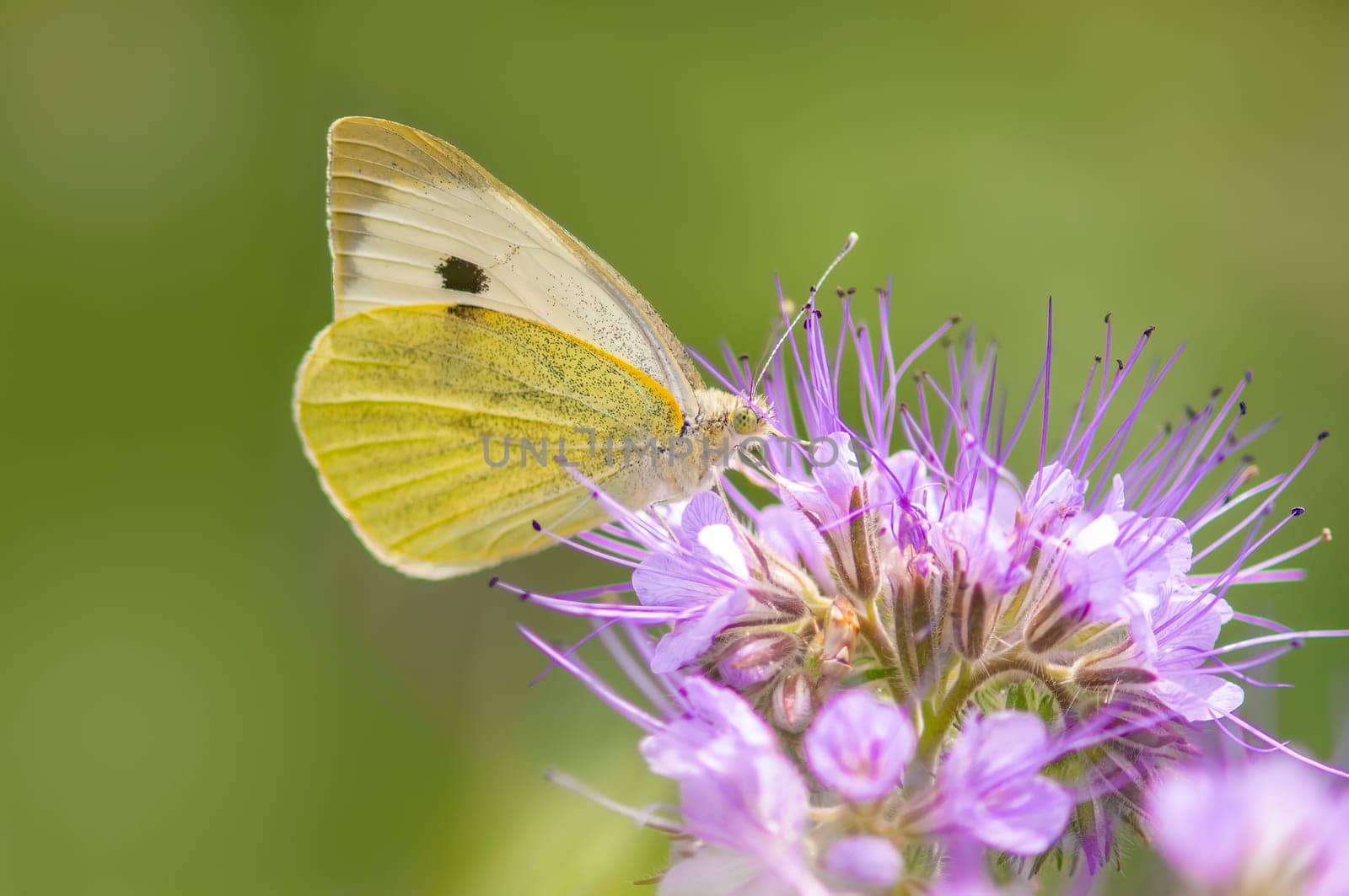 butterfly sits on a flower and nibbles necktar by mario_plechaty_photography