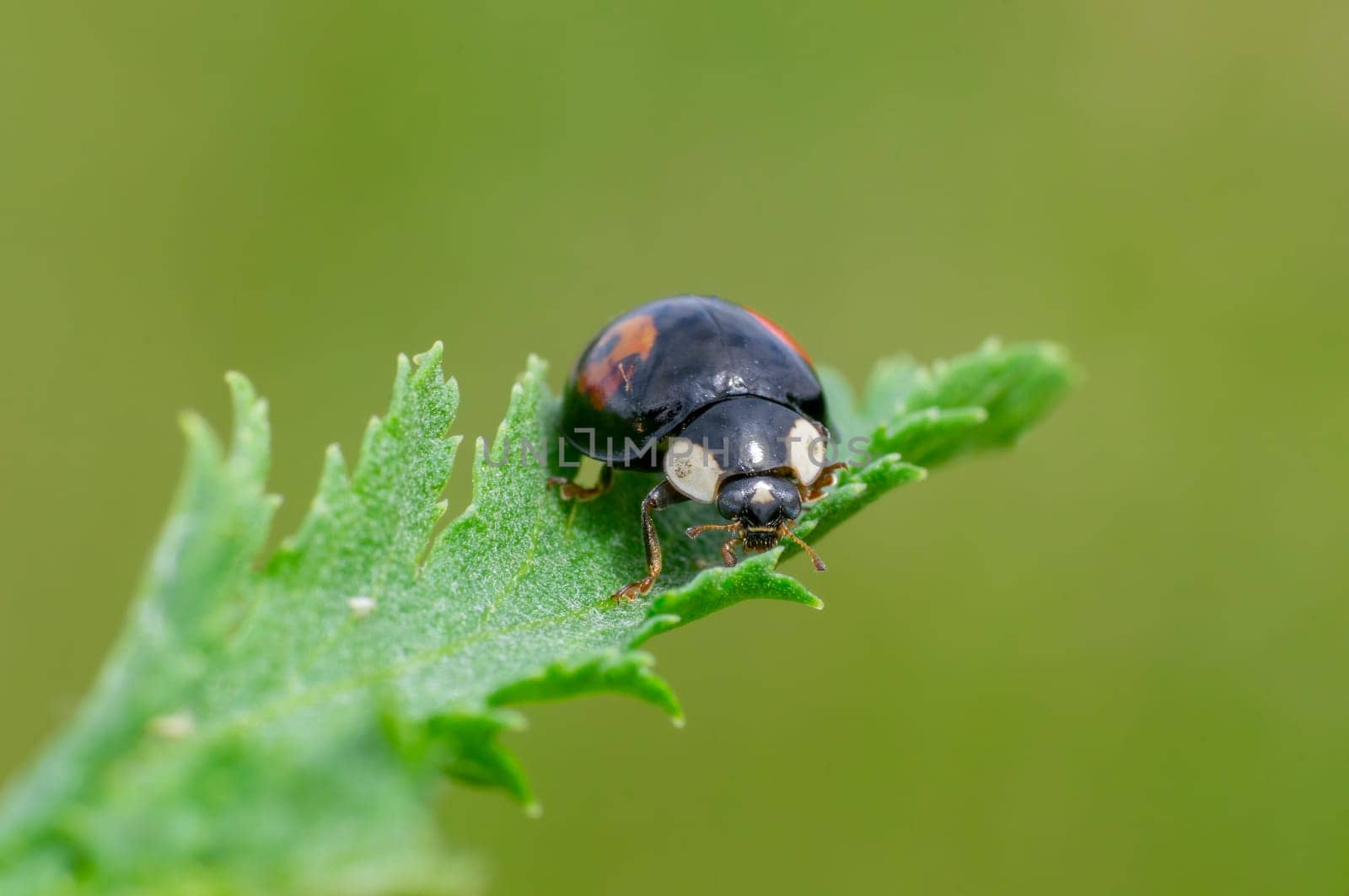 ladybug sits on a green leaf by mario_plechaty_photography
