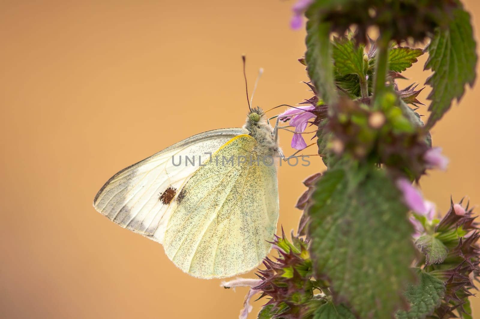 butterfly sits on a flower and nibbles necktar by mario_plechaty_photography