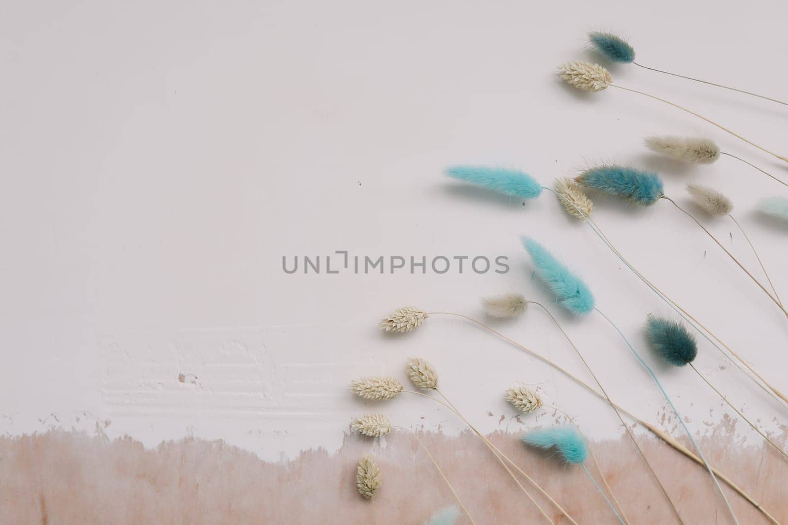 Beautiful flowers composition. Dry rabbit tail flower on white textured background. Floral minimal home interior design concept