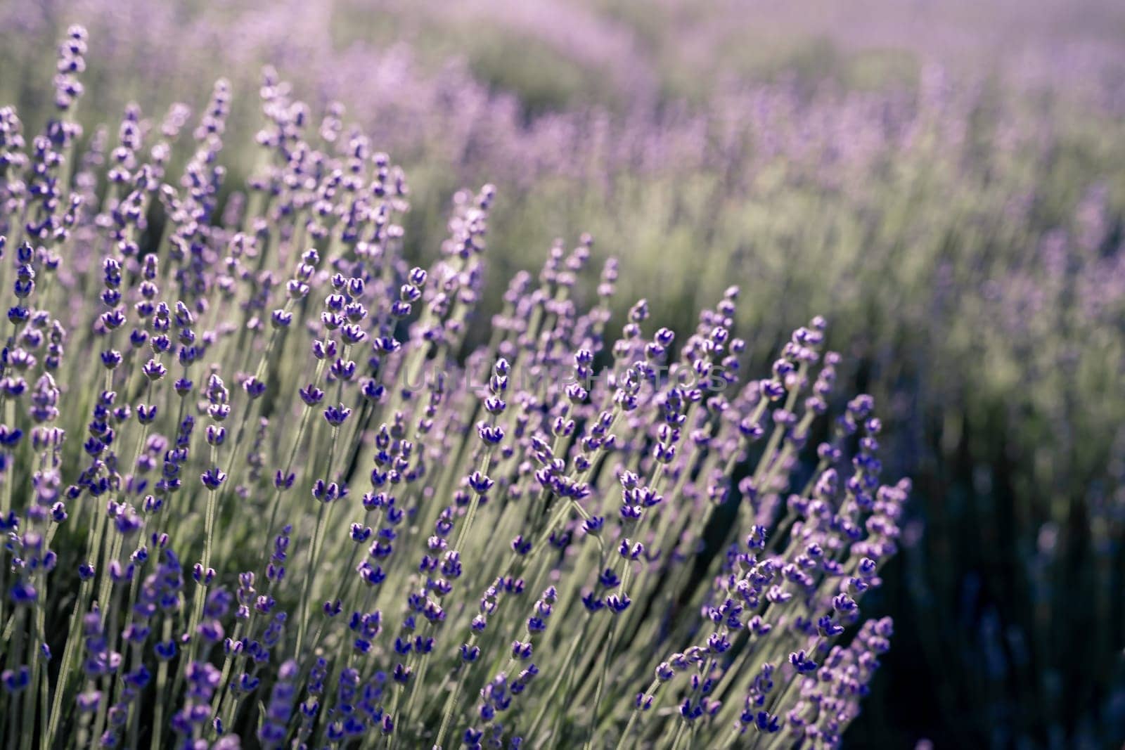 Lavender field. With soft light effect for floral background by Matiunina