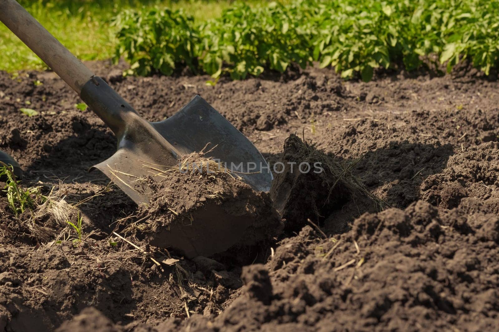 Garden shovel in ground loosen soil preparation. Farming garden work farm soil digging in garden spade soil shovel digging spade the earth. Shoveling dirt. Backyard gardening tools. Planting. Loosen by synel