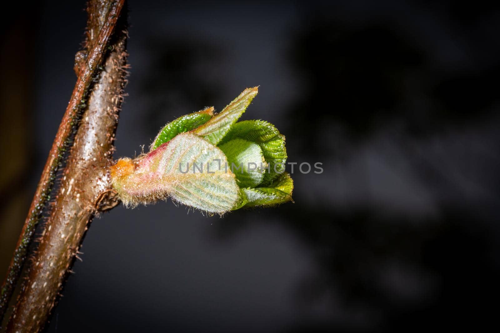 Young green leaf opens from buds on a tree branch by clusterx