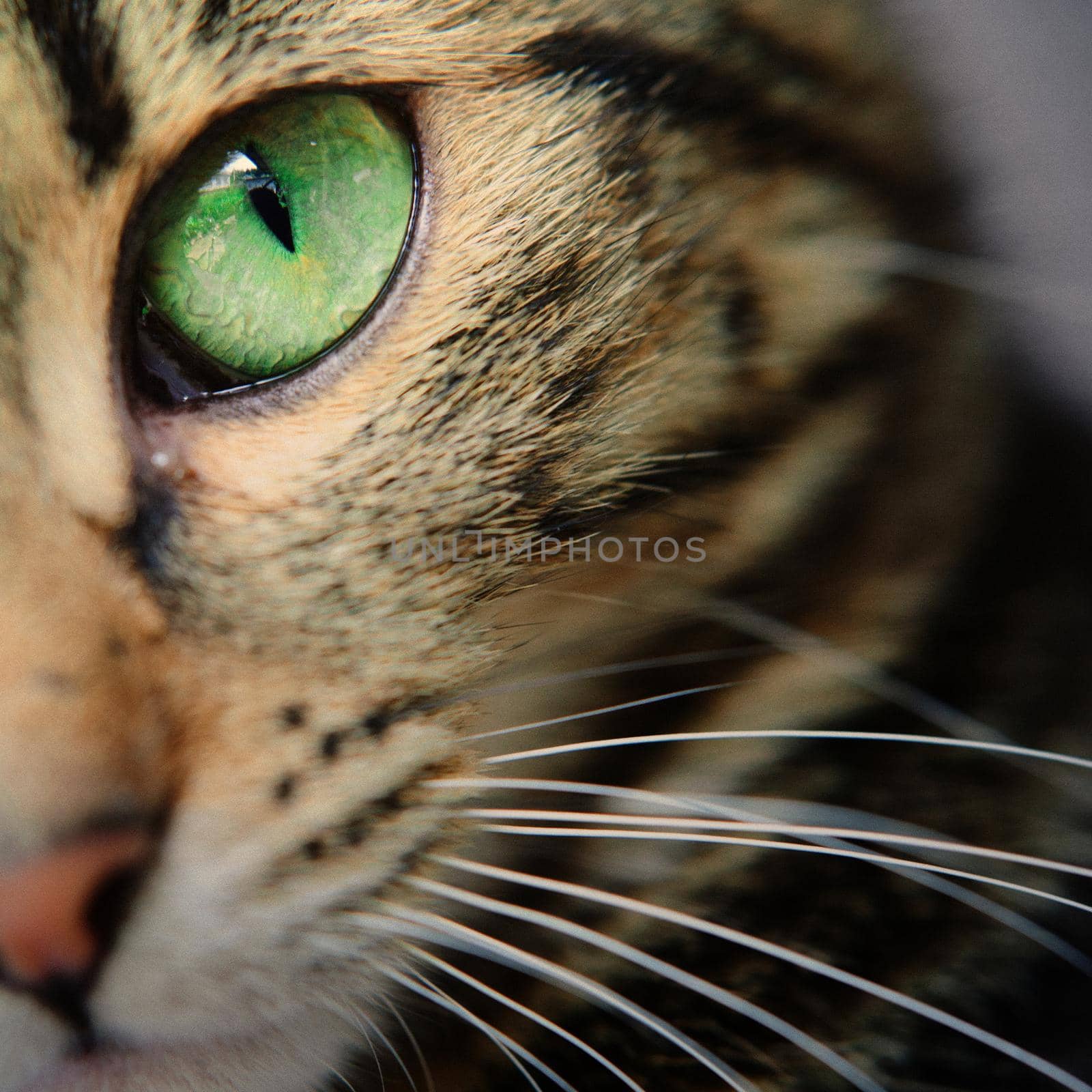 A macro shot of a young tabby cat's face. Focus on his gorgeous green eyes .