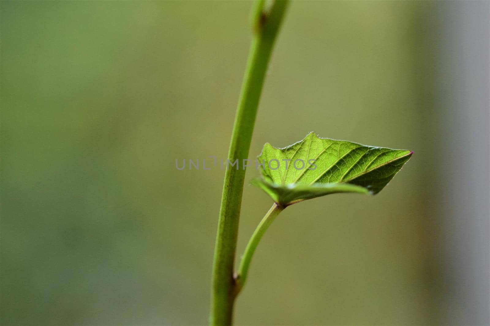 Close up of the green leave of a sweet potato against agreen blurred background by Luise123