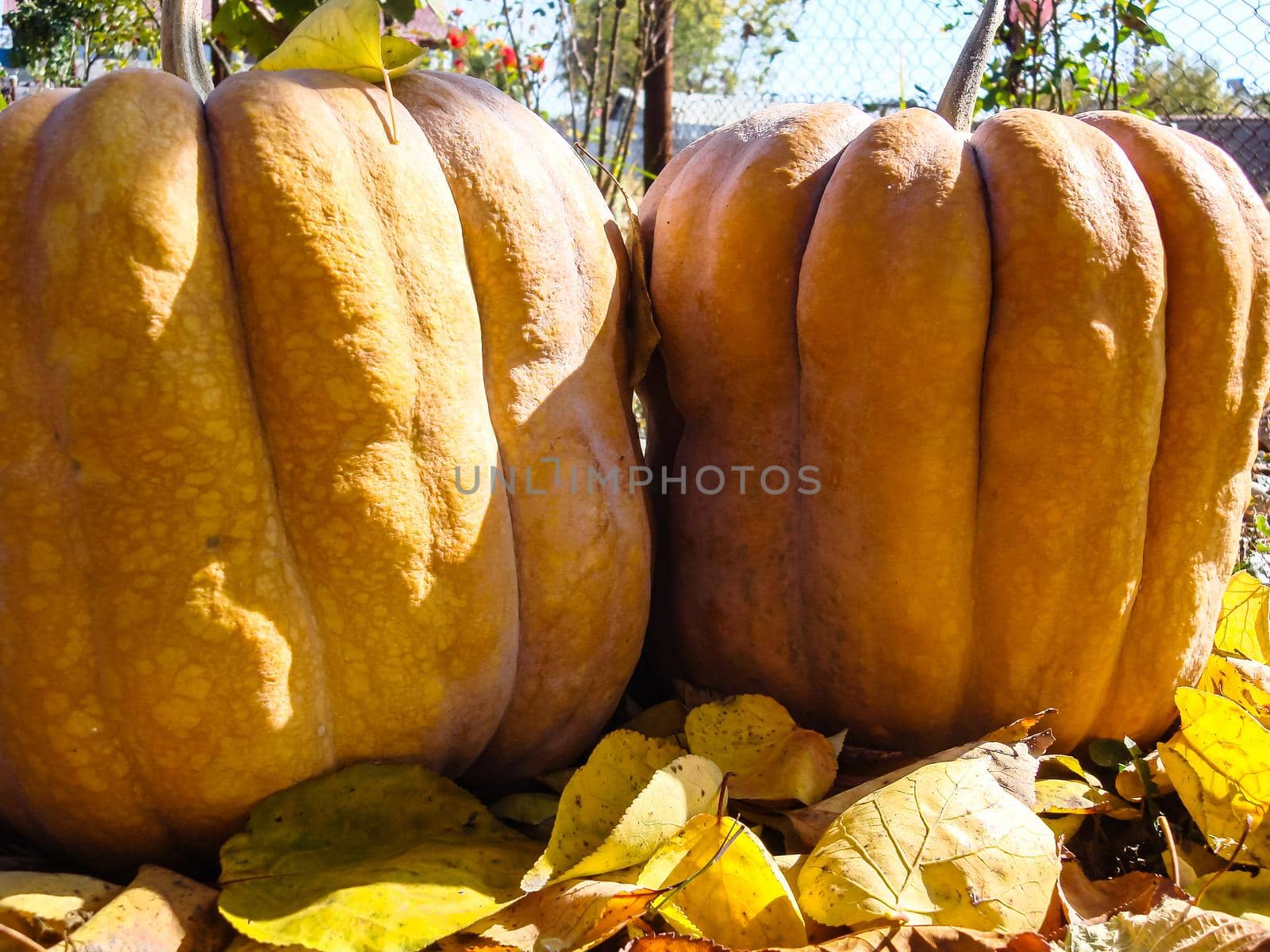 Bunch of pumpkins in the field by vladispas
