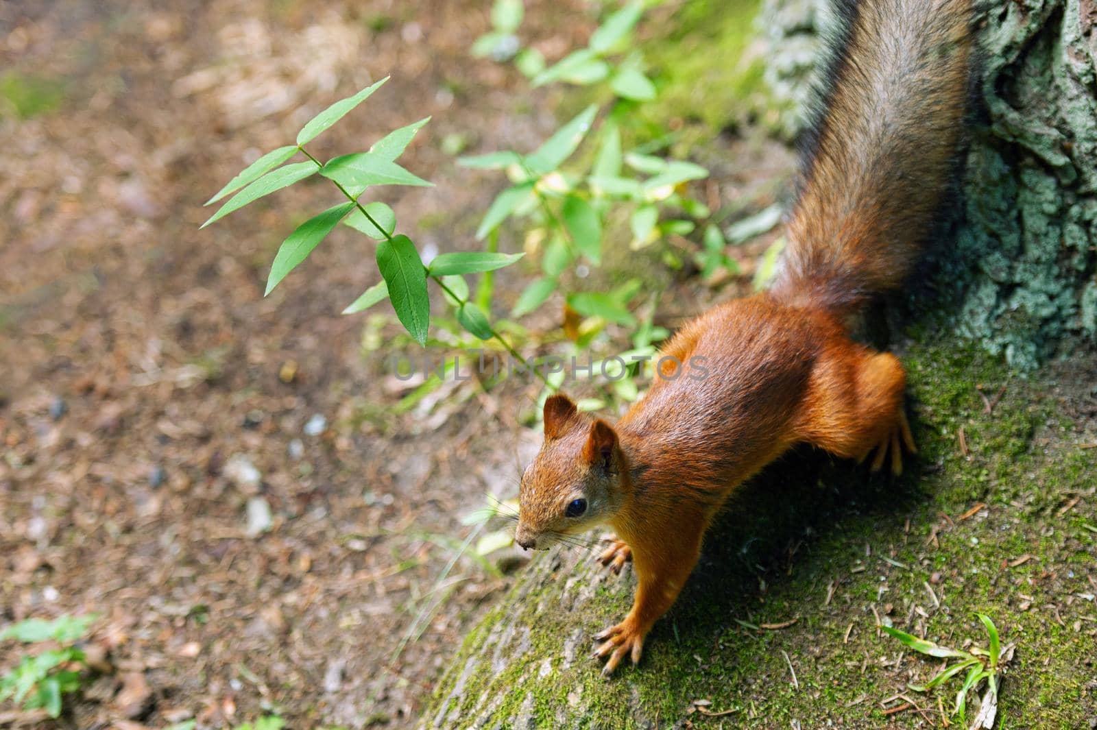a squirrel sits on the ground and in the forest in a nature park.