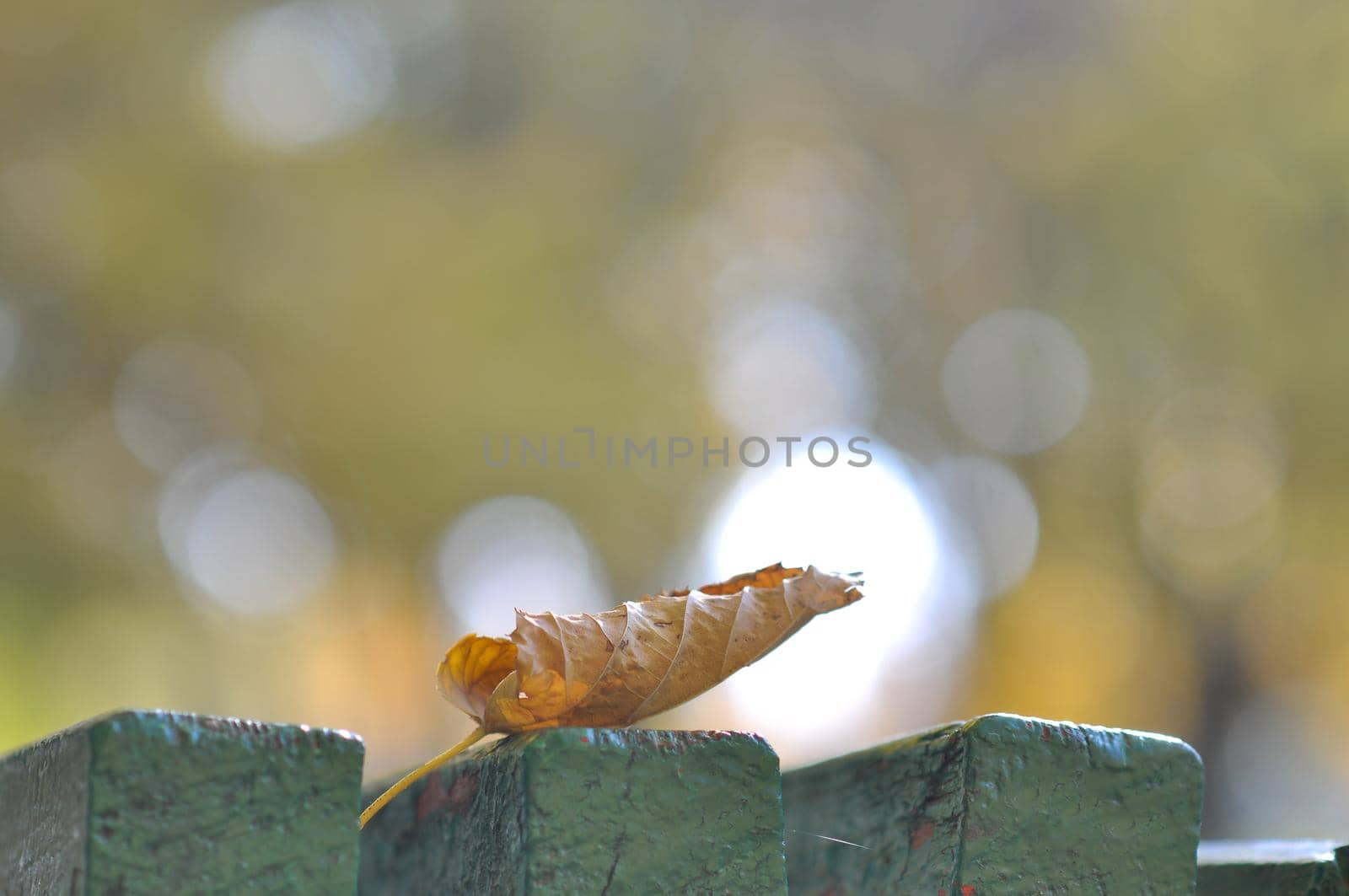 a yellow dry fall leaf is lying on the bench. autumn background bokeh, blur. selective focusing. copy space