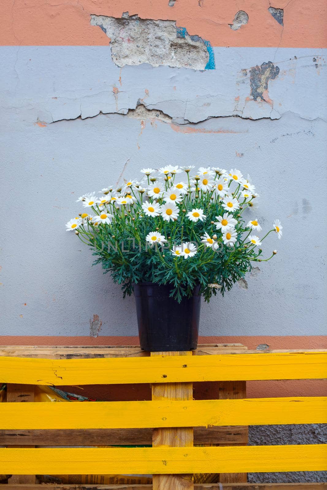 View of Pot of daisies on dirty wall background