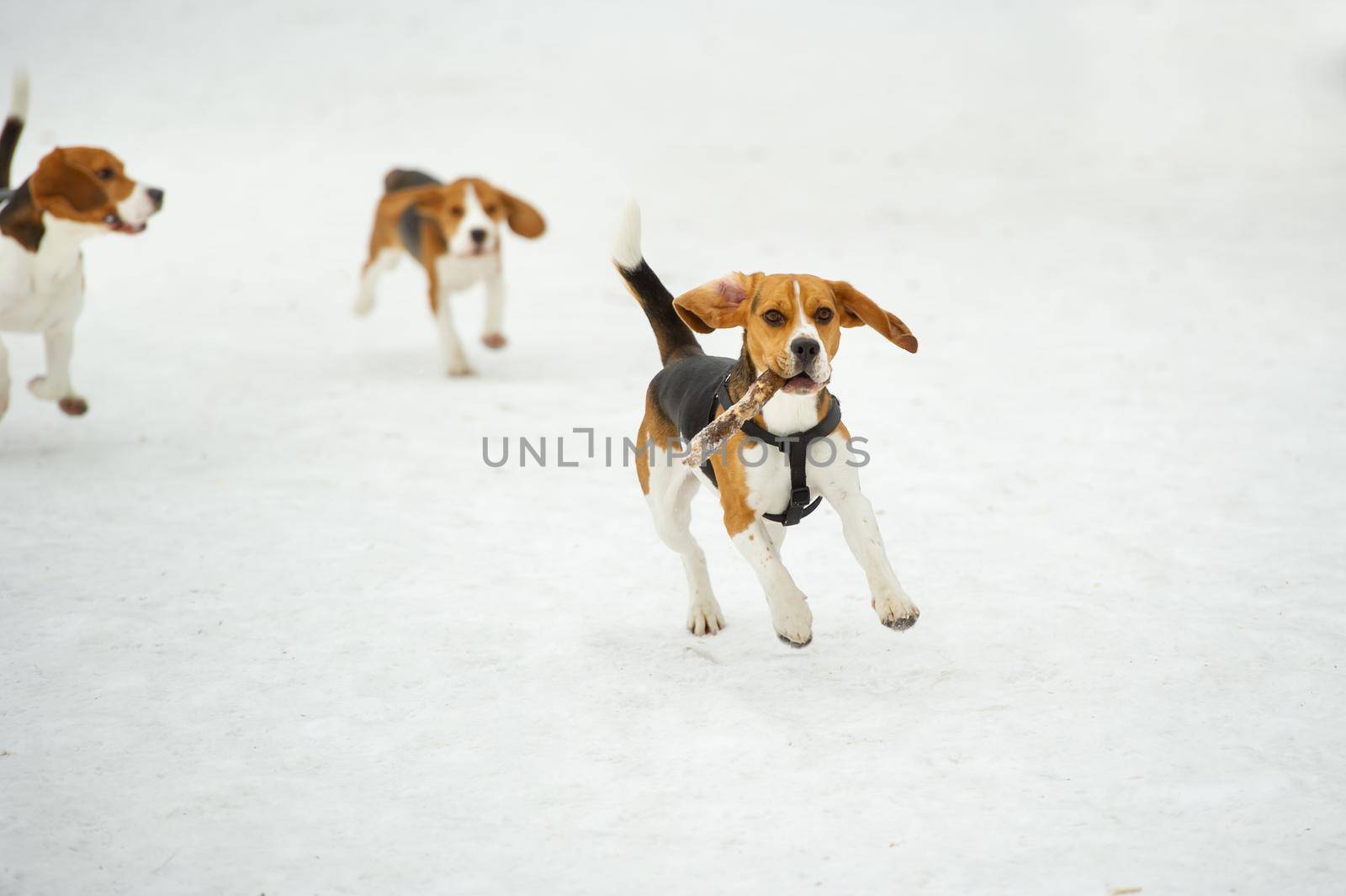 Dogs of the Beagle breed play in the snow in the winter outdoors.