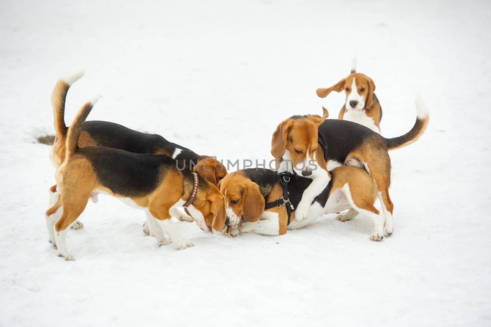 Dogs of the Beagle breed play in the snow in the winter outdoors.