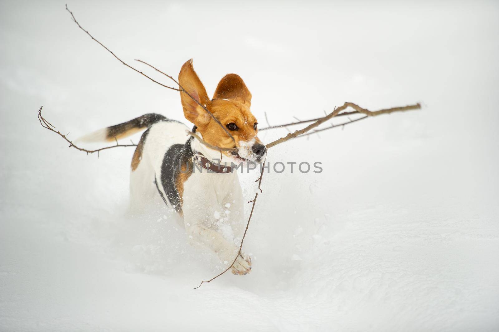 Dogs of the Beagle breed play in the snow in the winter outdoors.