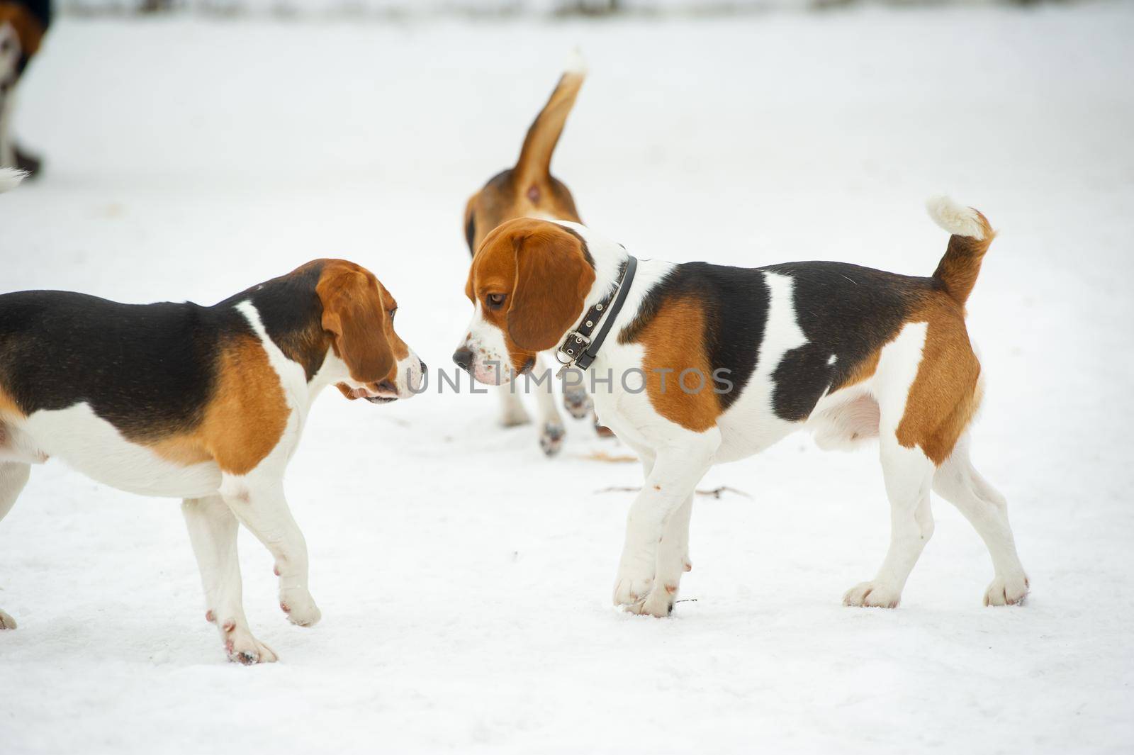 Dogs of the Beagle breed play in the snow in the winter outdoors.