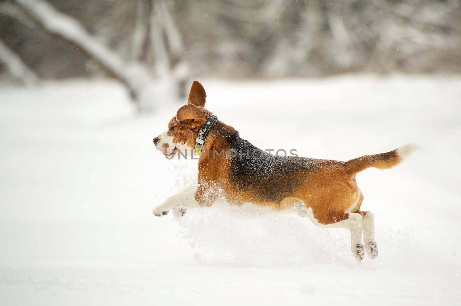 Dog breed Beagle in winter play in the snow outdoors.