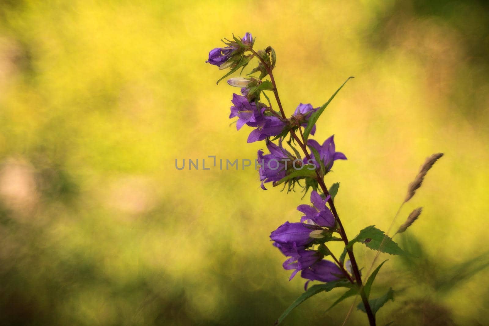 Close up of bluebell in the countryside