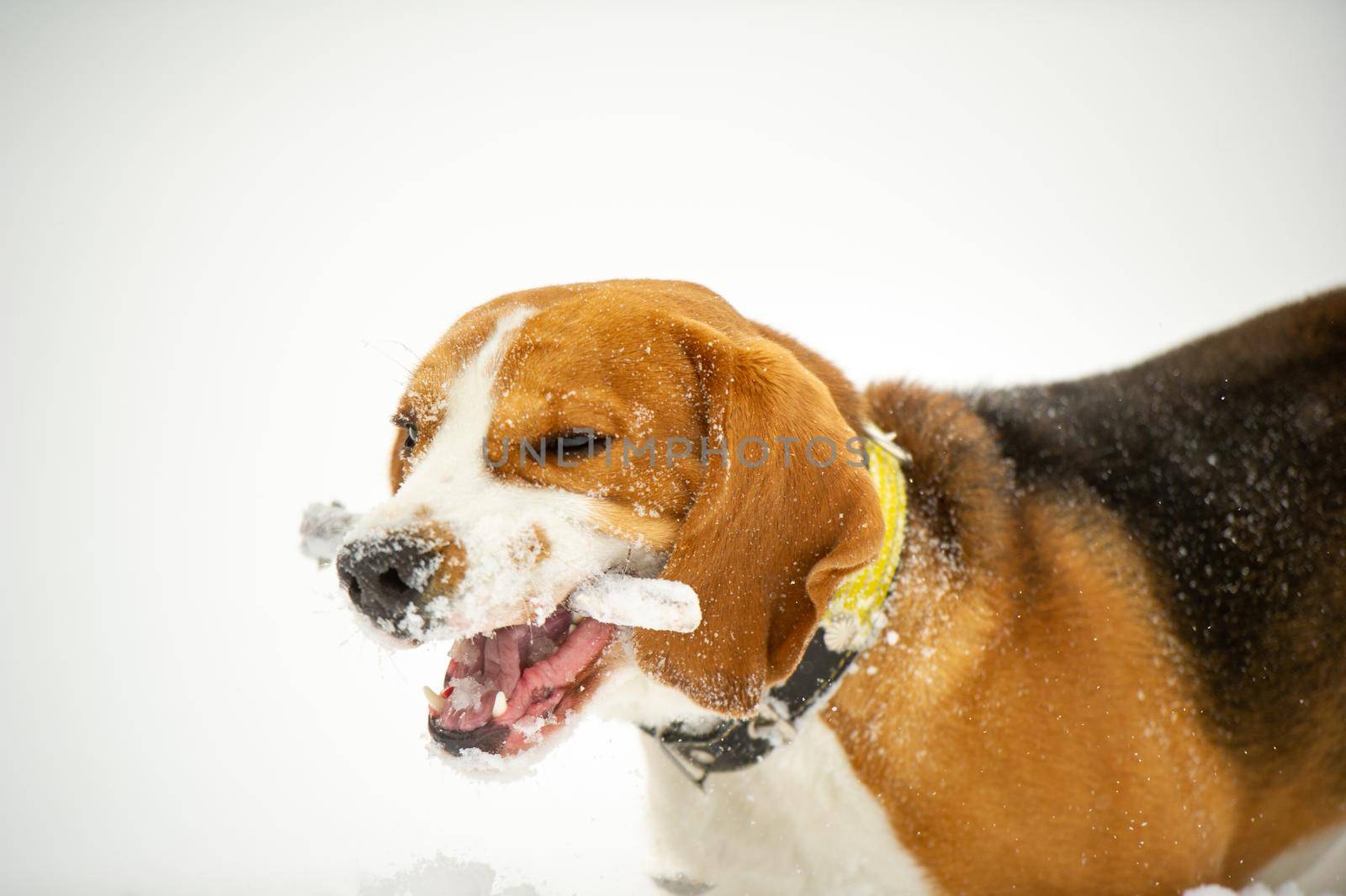 Dog breed Beagle in winter play in the snow outdoors.