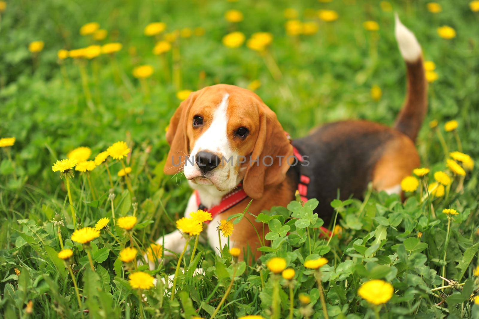 Dog portrait back lit background. Beagle with tongue out in grass during sunset in fields countryside
