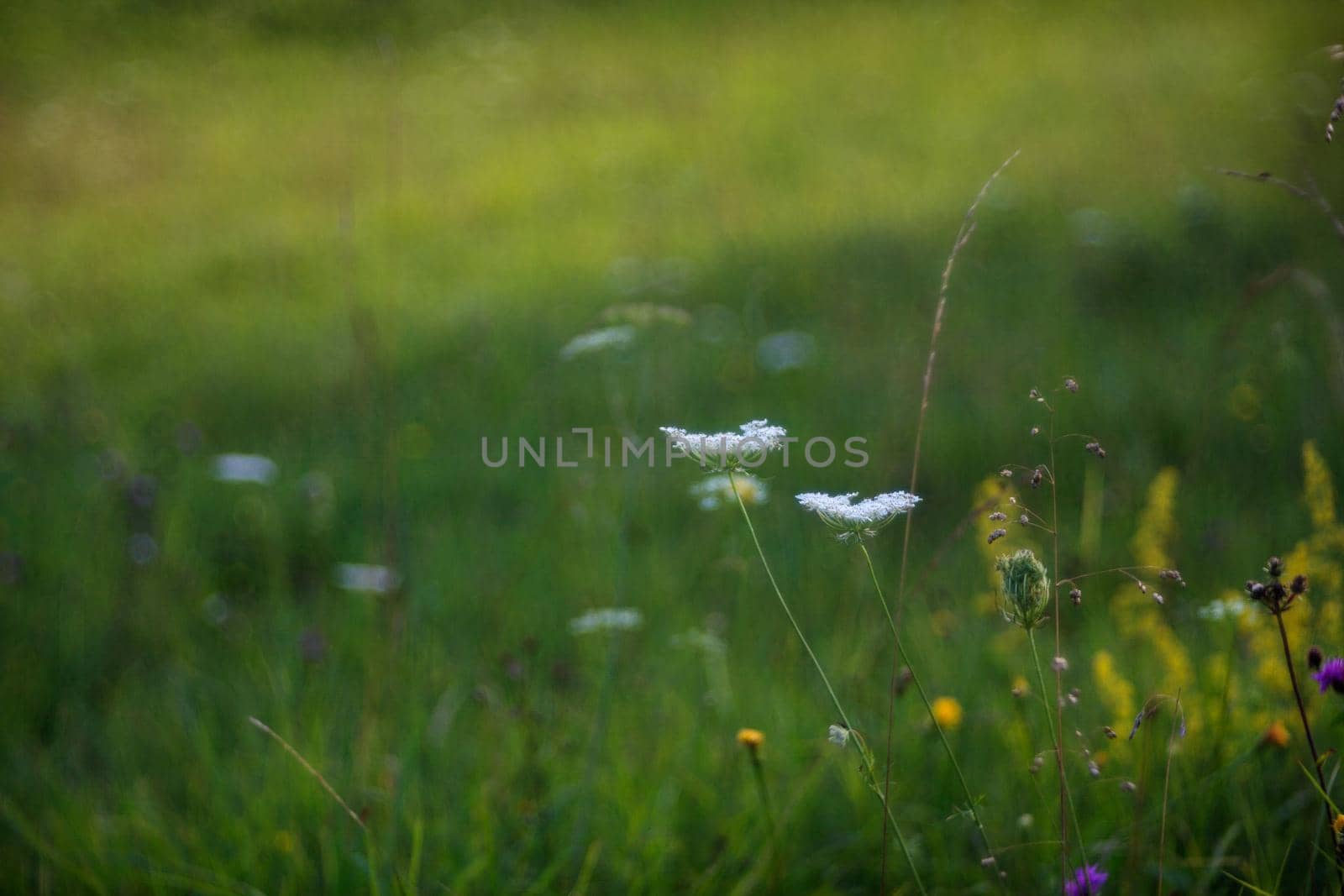 View of countryside flower with bokeh effect