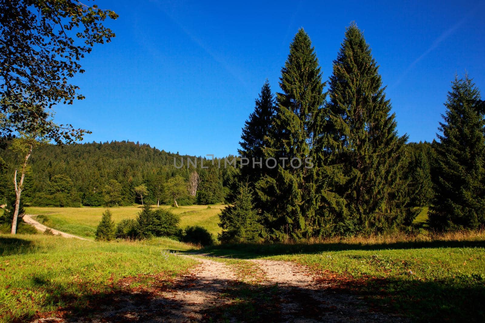 Grass and trees in the Kočevski Rog or Kočevje Rog, Slovenia