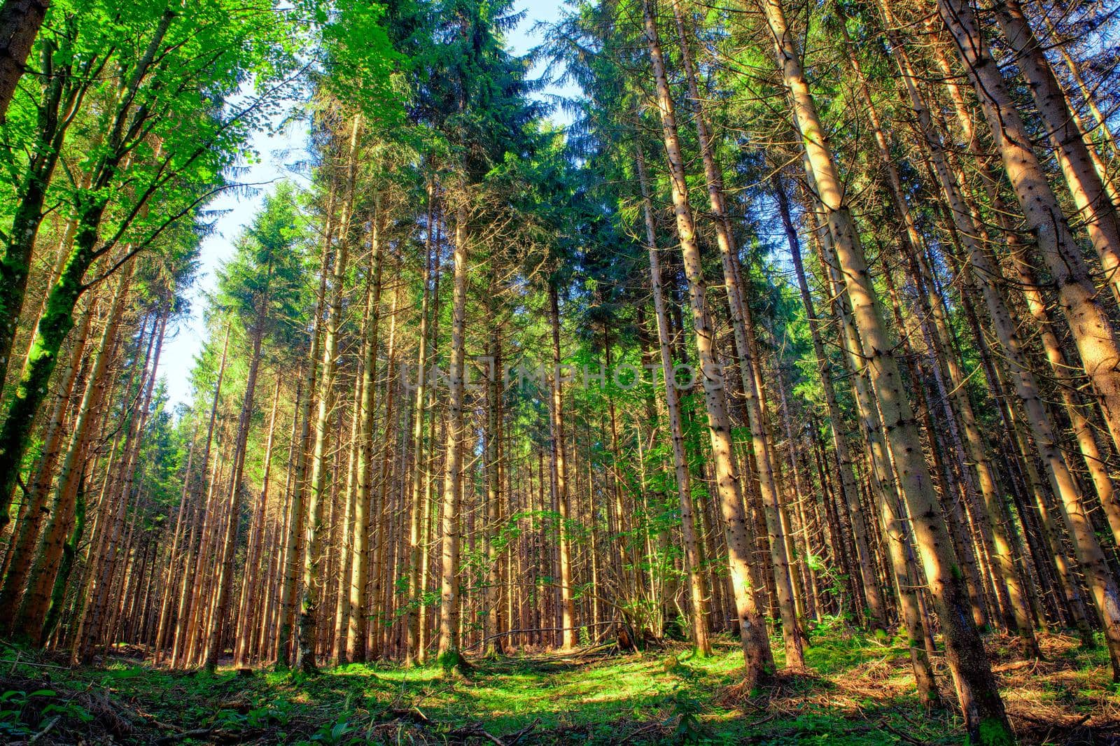 View of Spruce forest in Kočevski Rog called also Kočevje Rog, Slovenia