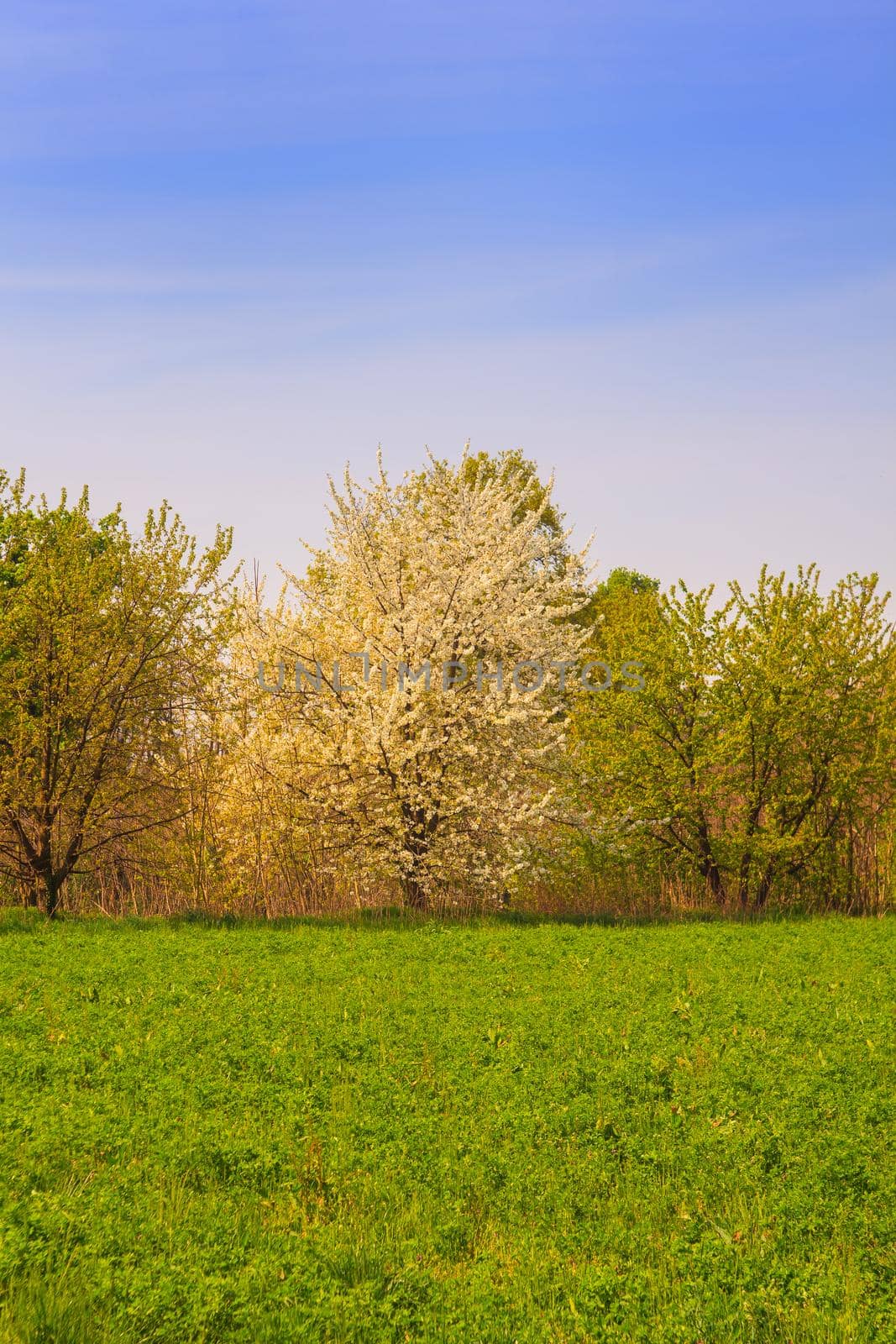 View of trees in the Italian countryside, Ticino park