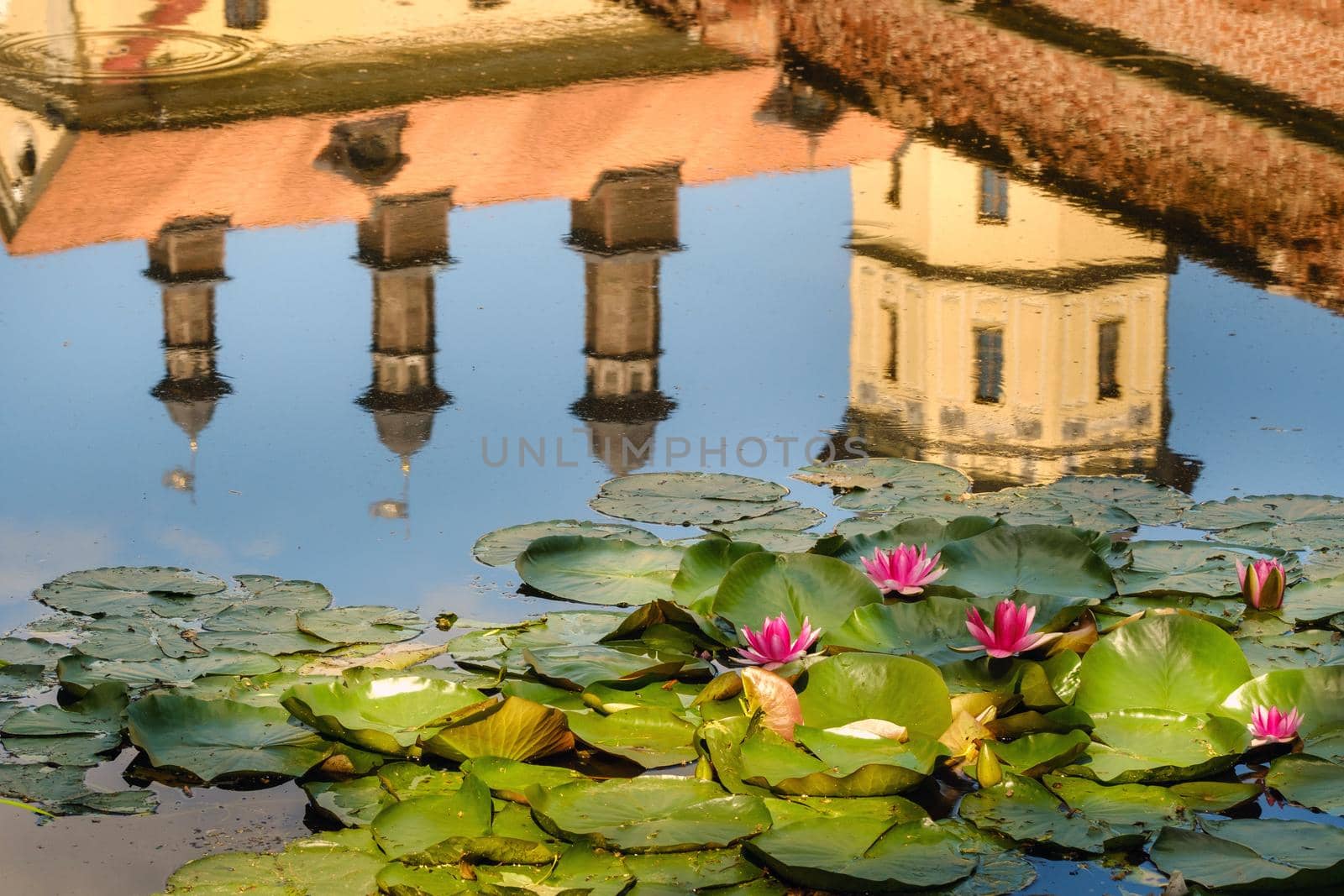 Water lily in a garden pond with a reflection of the tower of the Nesvizh castle.