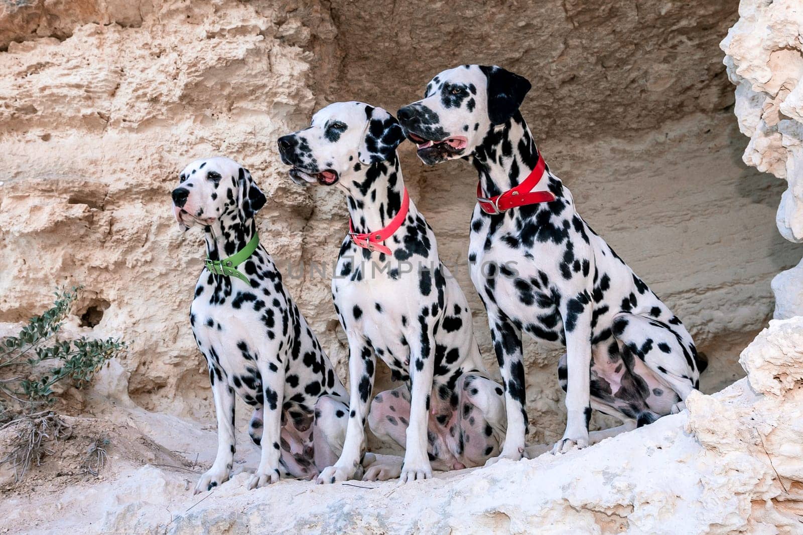 Portrait of three beautiful young Dalmatian dogs standing in a cave.