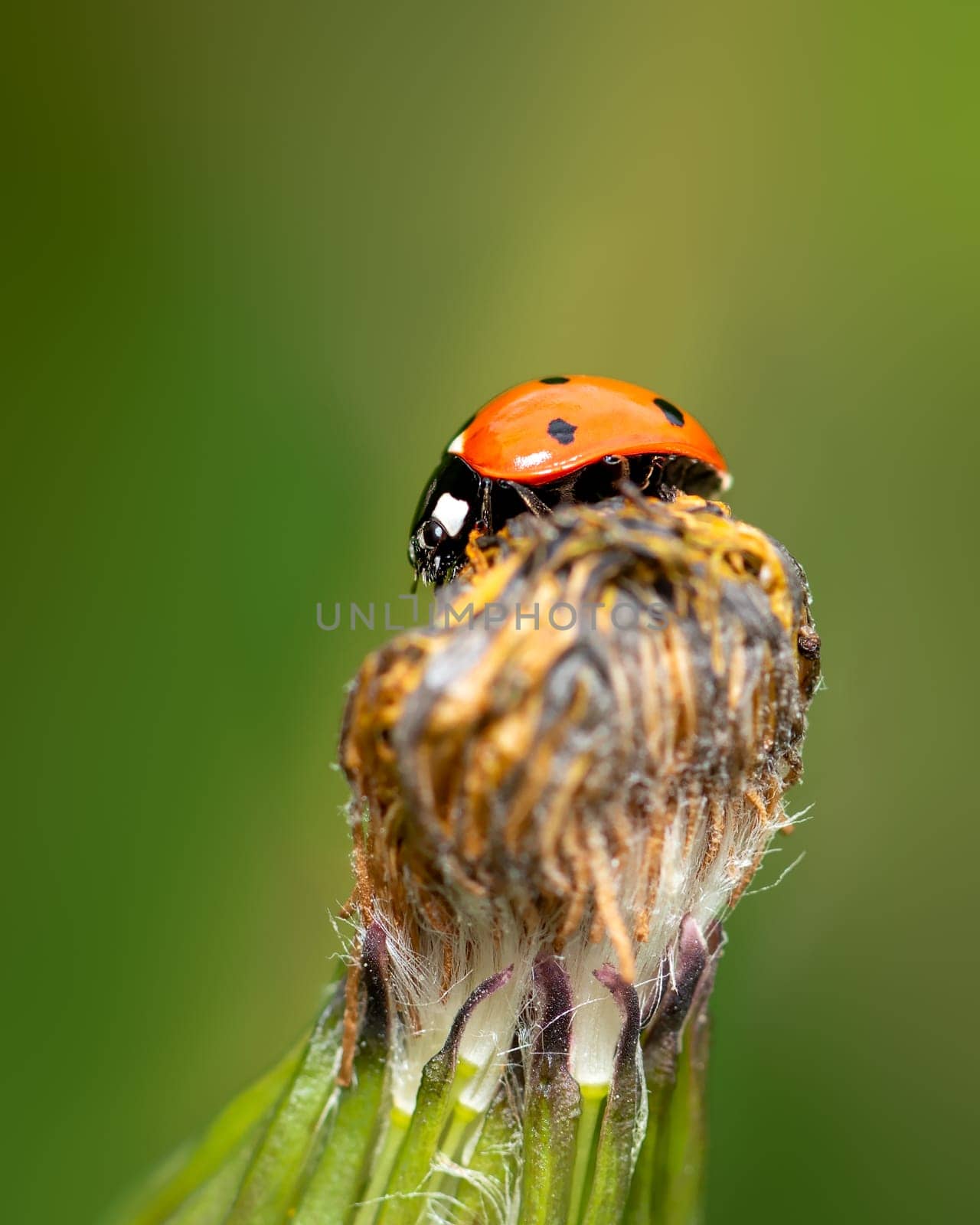 Red ladybug insect sitting on a flower bud, close-up photo of red Coccinellidae 