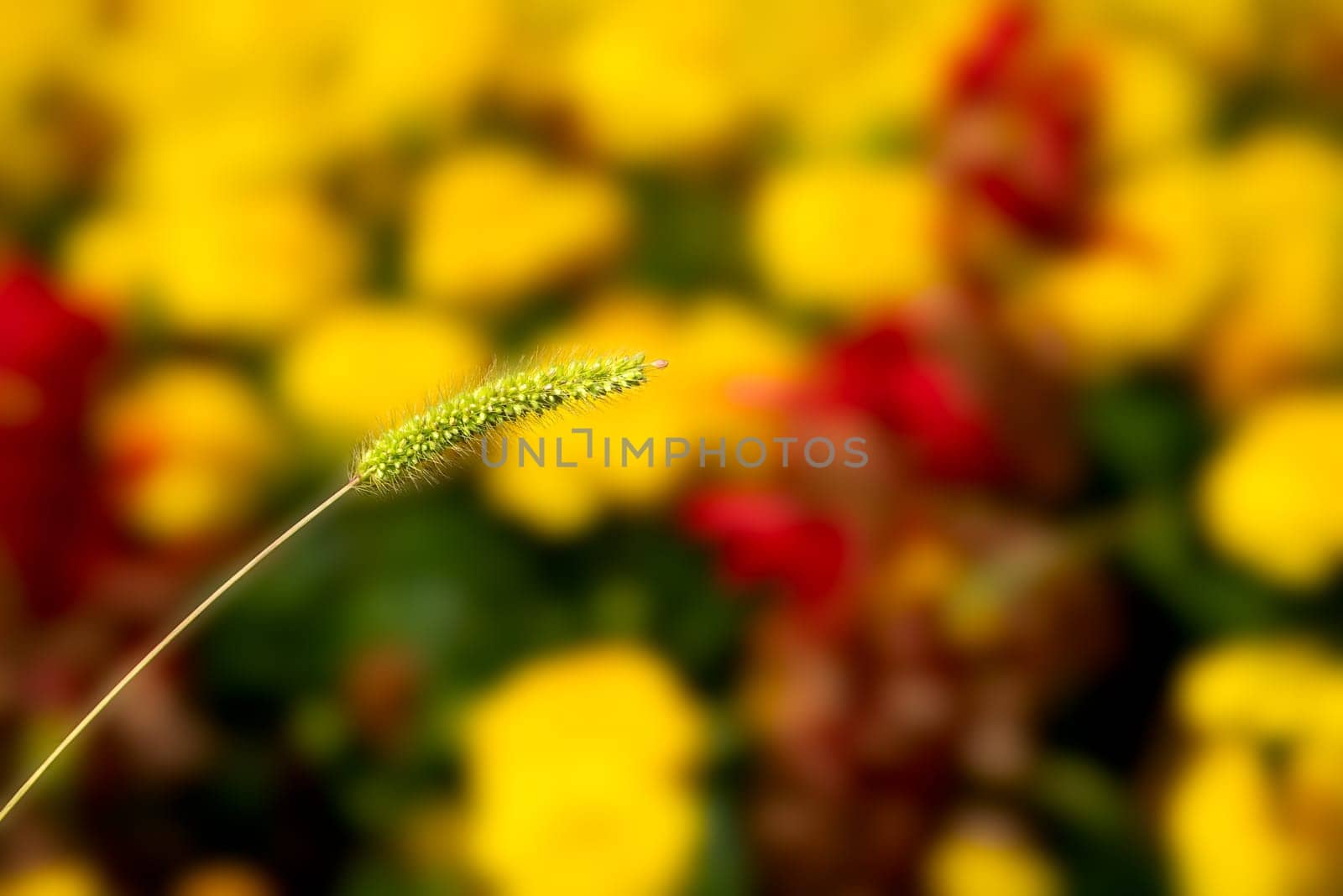 Summer flower bud on a vibrant blurred background, detailed photo of spring flower bud