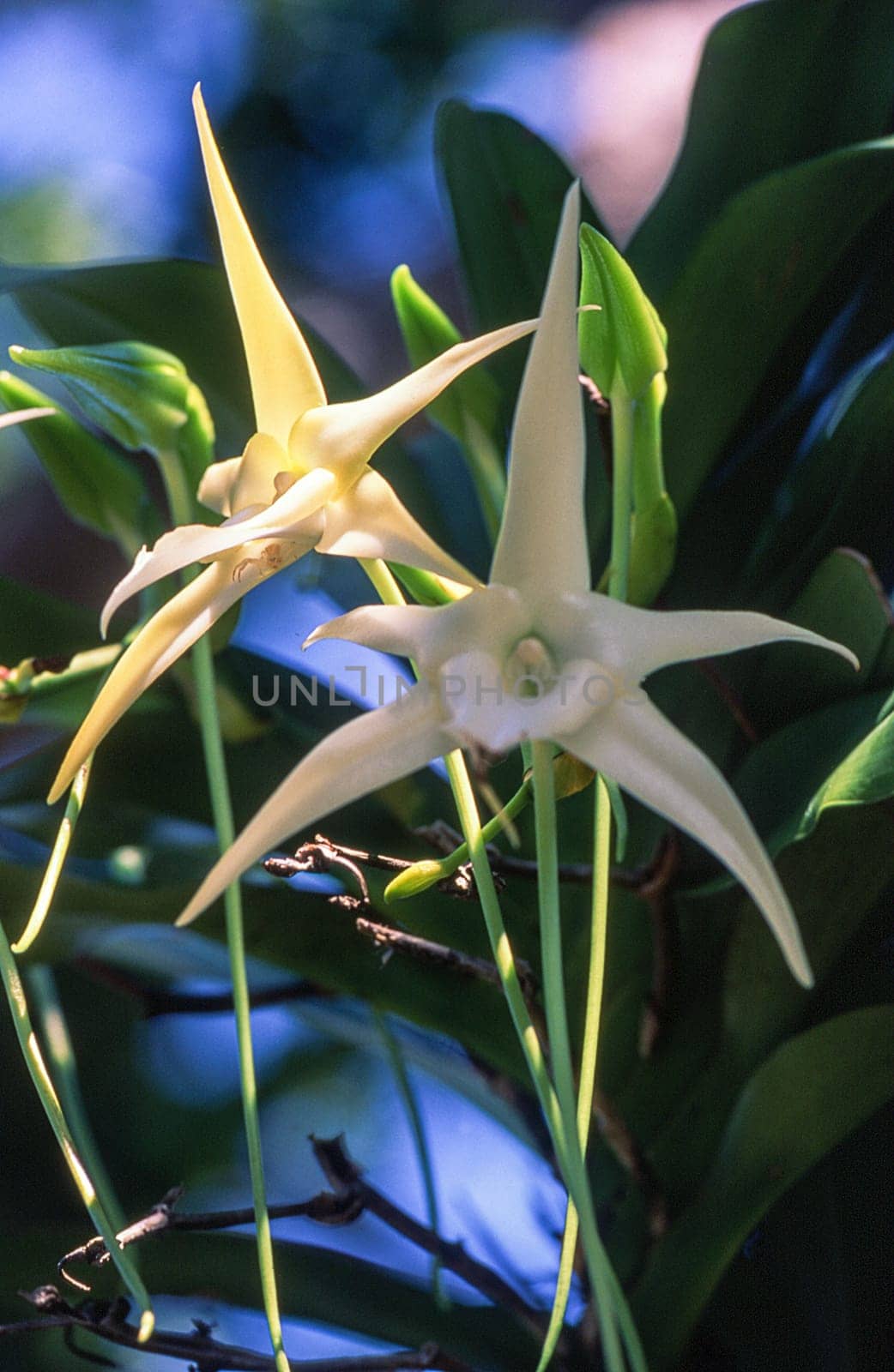 Darwin's orchid (Angrecum sesquipedale), Ile Aux Nattes, Madagascar, Africa