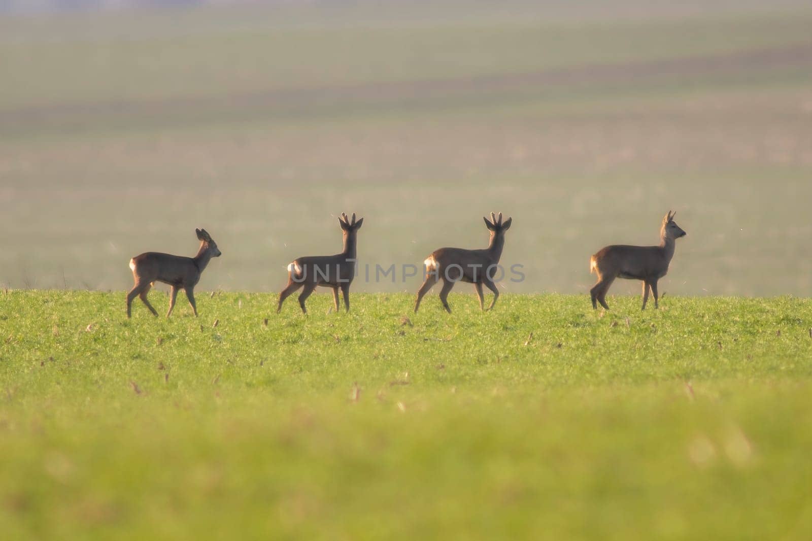 group of deer in a field in spring