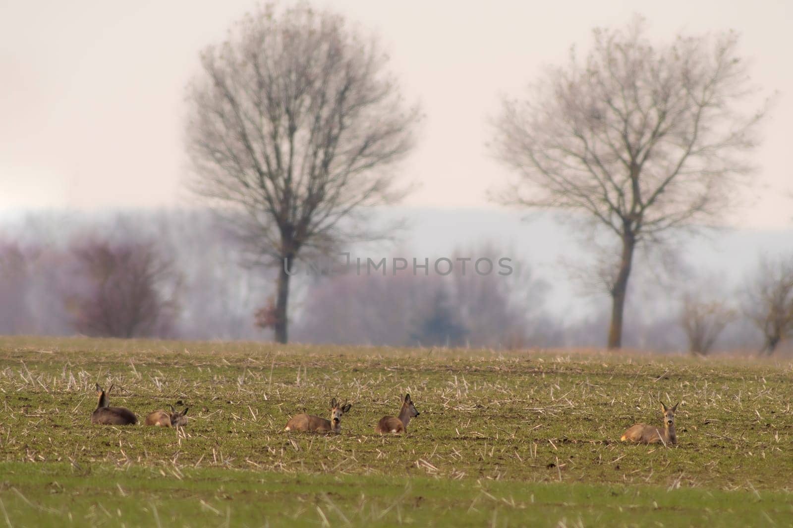 group of roe deer in a field in autumn by mario_plechaty_photography