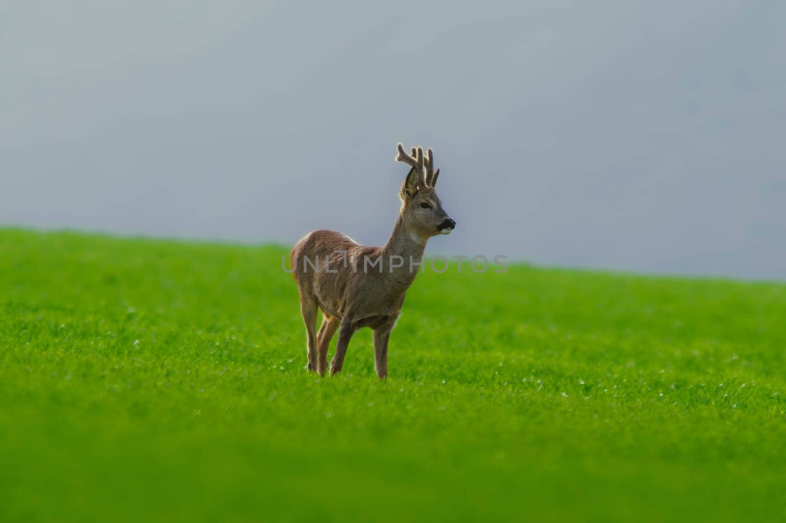 one young roebuck stands on a green field in spring by mario_plechaty_photography