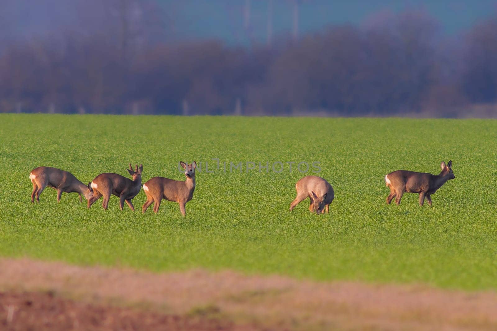 group of deer in a field in spring